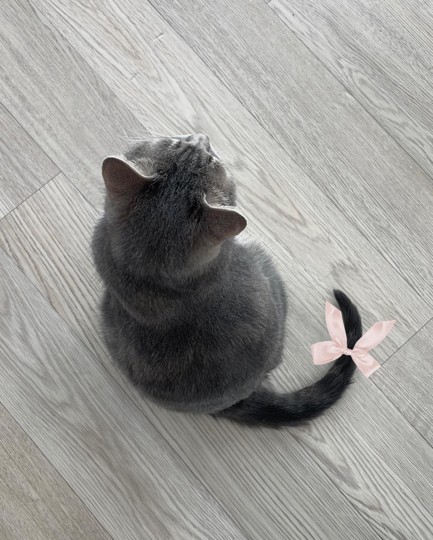 고양이