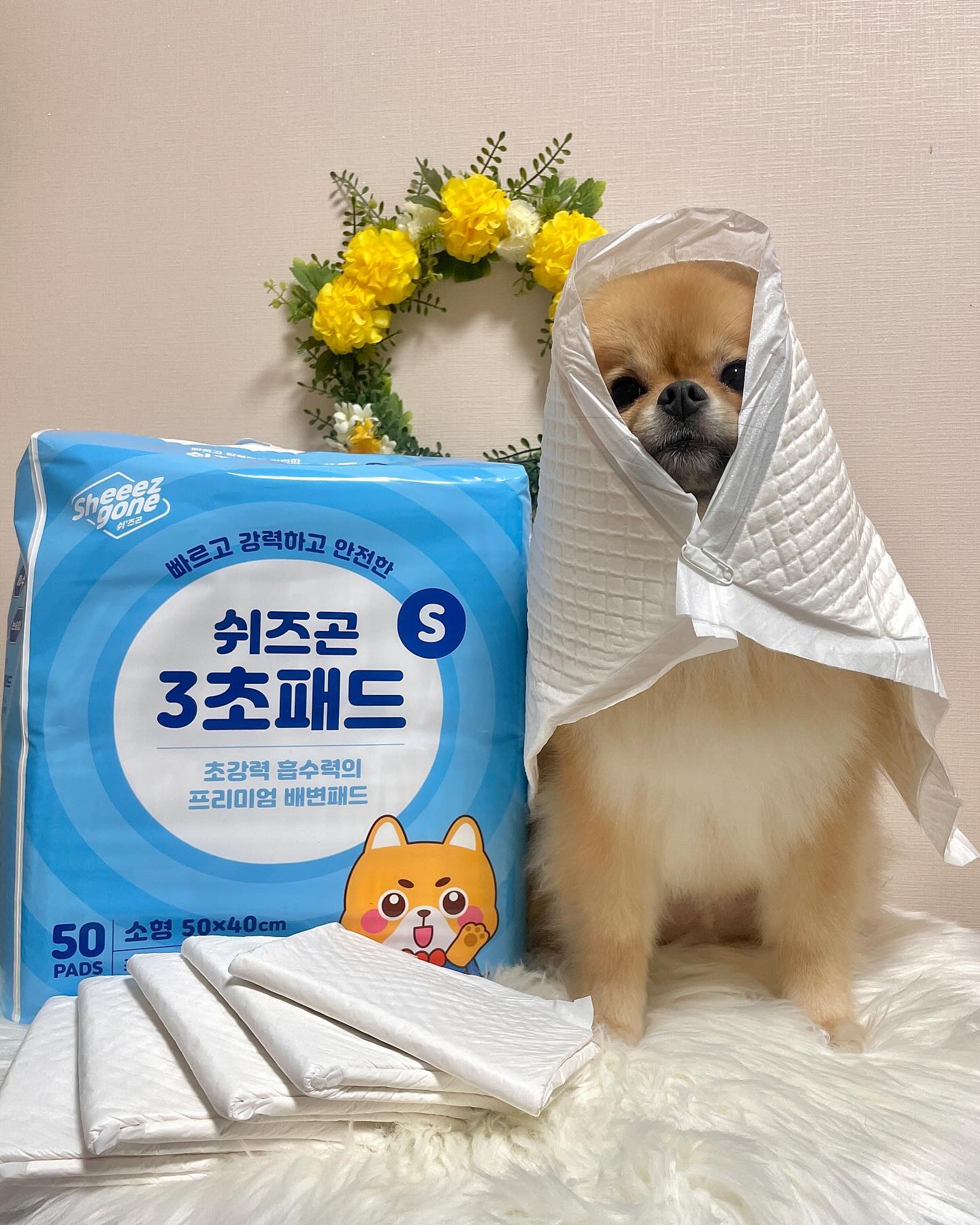 #제품제공 
콩하〰️🩵 
우리 발에서 나는 꼬순내가 사실은 오줌냄새인거 알고 있떠?

게다가 콩인 초깔끔쟁이라서 패드가 축축하면 참고 있다가 
새로운 패드에 싸거둔..😅 그래서 콩인 씻어쓰는 배변판을 
사용하는데 이게 부피도 크고 배변패드에 비하면 들고다니기 쉽지 않아서 눈나 칭구 집이나 할모니집에 갈 땐 그냥 
배변패드를 사용하고 있떠🩵

그러다보니 눈나가 배변패드 사는것두 고민이 많이 된다고 
하도라🤨 가성비 좋은건 흡수력이 좋지 않아서 배변패드 
까나마나고.. 흡수력 좋은건 가격이…💸 

근데 쉬즈곤 3초패드는 도톰하고 흡수력이 좋아서 
콩인 두번도 세번도 싸더라궁!!👍🏻🤩 심지어 탈취력이 좋아서 
냄새도 안나서 징챠 좋았오!!🩵

콩인 소형견이라 소변량이 그렇게 많지는 않아서 눈나가 물을
부어봤는데 무려 400ml이 1분만에 다 흡수된거 있찌?!😯 
심지어 모서리에서!!!🫢 이고 대형견 칭구들이나 
다둥이 칭구들한테 왼젼 추천이야!!👍🏻

글구 미끄럼방지처리가 되었다고 해도 우다다타임 한 번이면 이리저리 날아가는 경우가 다반사잖아..😅 
근데 쉬즈곤 3초패드는 징탸 논슬립이여서 눈나가 
패드 꺼낼때 부터 낑낑댔다니까?🤣

이런저런 배변패드 다 써봤눈데 아직까진 쉬즈곤 배변패드
흡수력이 최고인고같아!🩵 완벽한 흡수력을 원한다면 
쉬즈곤 3초패드를 추천할겡!!🩵

#쉬즈곤 #3초패드 #쉬즈곤3초패드 #강아지배변패드 #배변패드 #배변패드추천 #강아지  #포메라니안 #강아지모델 #강아지홈모델 #견플루언서 #댕플루언서 #멍스타그램 #멍스타그램 #오늘의강아지 #멍팔 #반려인소통 #멍팔맞팔 #petstagram #pomeranian  #❤️콩이그램❤️