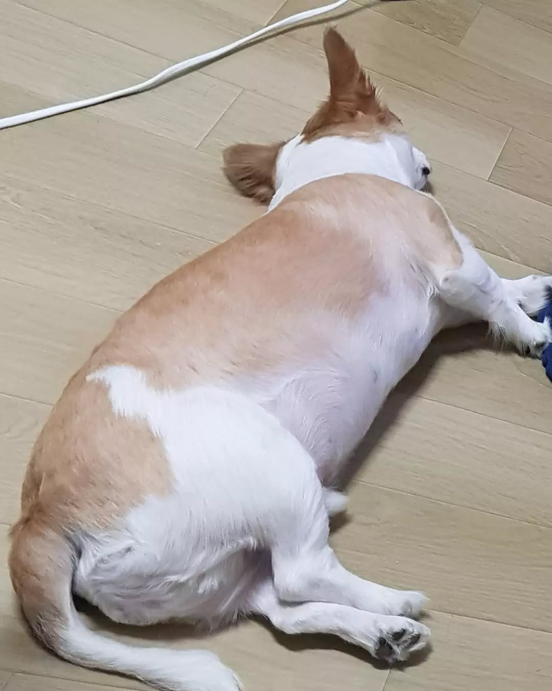 넷.