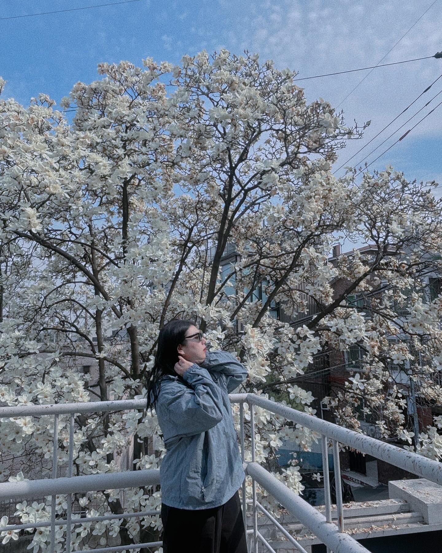 콘하스의 목련,벚꽃,그리고 콤포타블
봄에만 잠시 누릴 수 있는 아름다움 

#봄에만느낄수있는 #콘하스목련 #벚꽃하늘샷 #콤포타블남산 #남산도서관카페 #ootd #selfie #spring #🌸