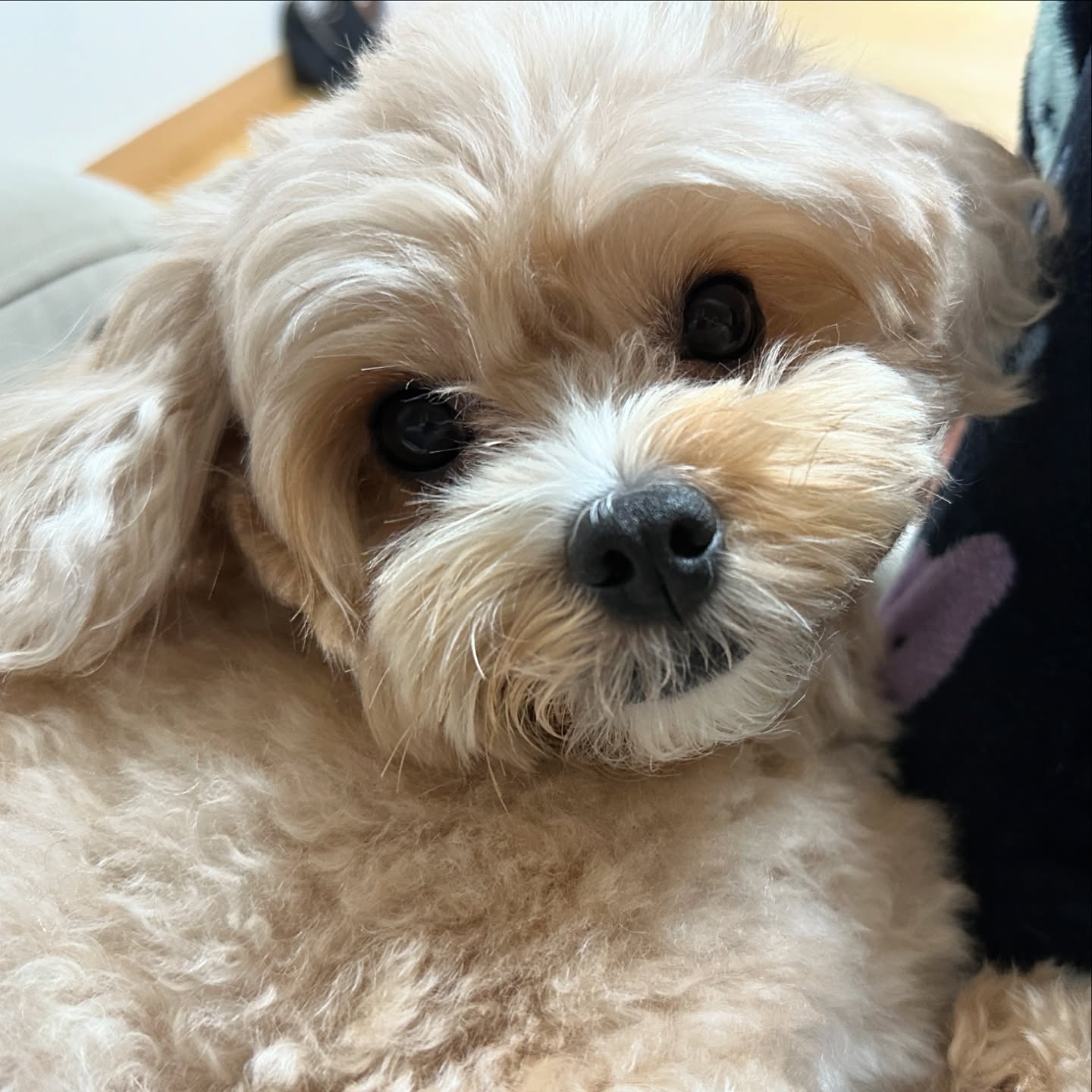 요즘 털과 살이 올랐다 귀여움도

하기싫은건 바로 표정에서 티나는편
