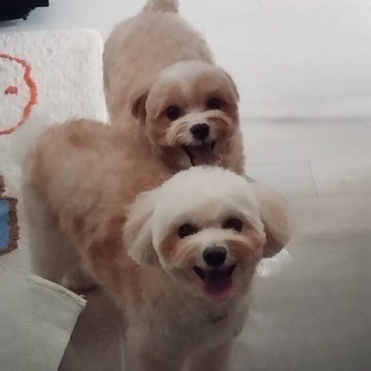 .
이쁘니 둘🐶🐶

#강아지 #말티푸 #제리 #라떼
#펫스타그램 #멍스타그램 #댕댕이 #멍뭉이 #daily #일상