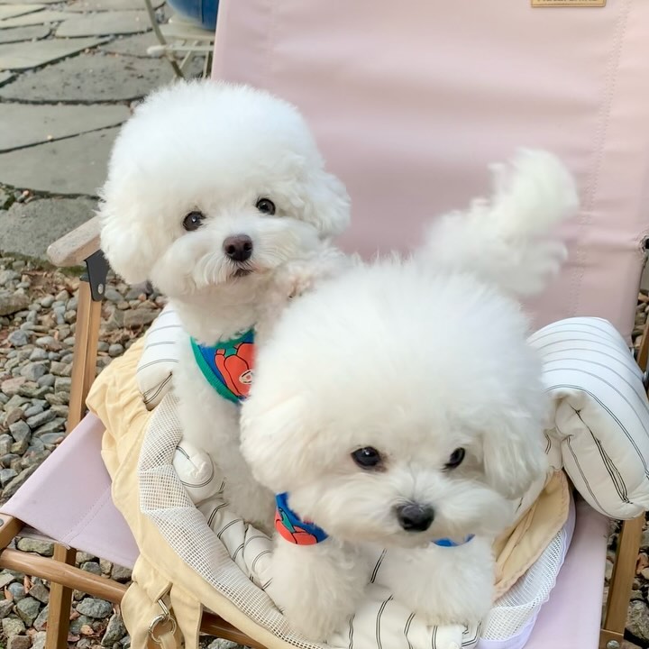 점점 성의 없어지는 개언니의 개인기🤣🤣
 
주말인데다가 가을인데 집에 박혀있으면 유죄👮🏻‍♀️니까 마실 나갔었어요. 근데 남한산성은 강아지 금지라고ㅋㅋㅋㅋㅋㅋ
하지만 애견동반 되는 카페들은 꽤 있었다는 점( #오히려좋아 😏 )

사실 커플룩 맞춰서 빼입고 나온건데, 미용직전이라 자다일어나 마실 나온 느낌ㅋㅋㅋㅋ 아가들 매생이 넘나리 귀엽지 않아요!? 이맛에 입히지요💙
+때늦은 인생 두번째 두바이초콜릿 뭐시기 디저트였는데 오잉 원래 이런맛인건가 했어요ㅋㅋㅋ 취저😏

💙 andblank_
👜 a_tous_moments 
 ☕️ #남한산성애견동반 #카페들 (2층 실내도 가능, 뷰맛집!)