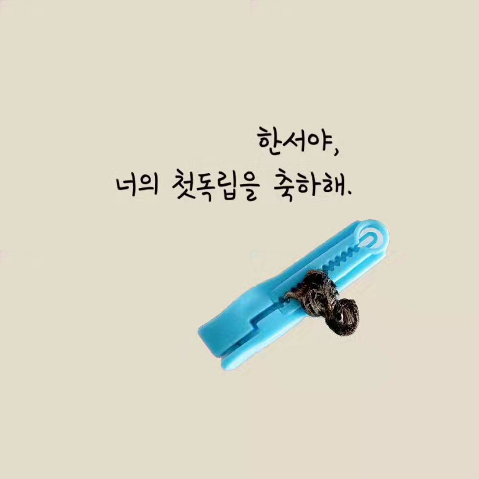 29일만에 드디어!! 제대탈락했어요!!!!!!!!!!!!!🥹

너무 안떨어져서 정말 많이 걱정했었는데 오늘 걱정과 함께 똑 하고 떨어졌네요
이게 뭐라고 기특한지ㅎㅎㅎ 드디어 저한테서의 첫 독립이에요👶❤️

늦게떨어져서 맘 졸인만큼 이쁘게 아물길 기도해주세요!🫶