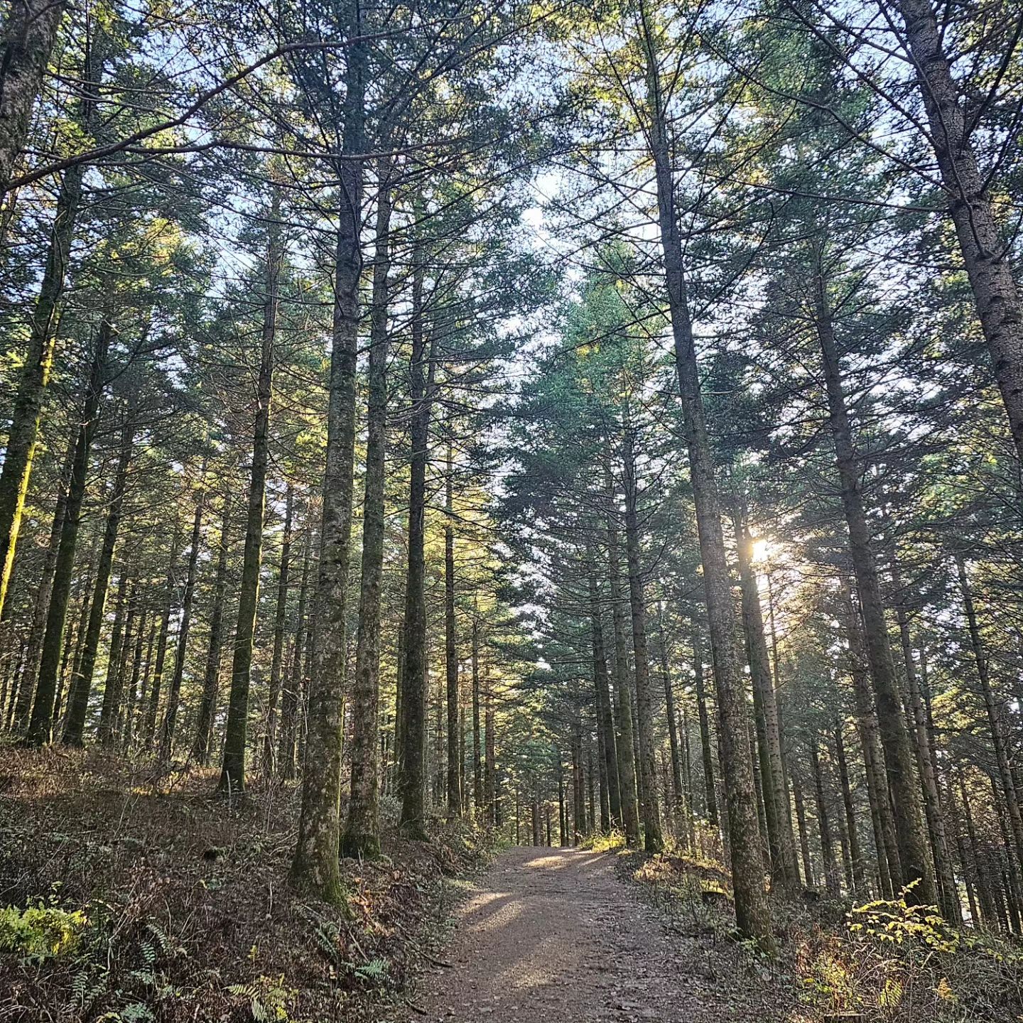 우리집 남자들이랑 행복한 산책🏃‍♂️