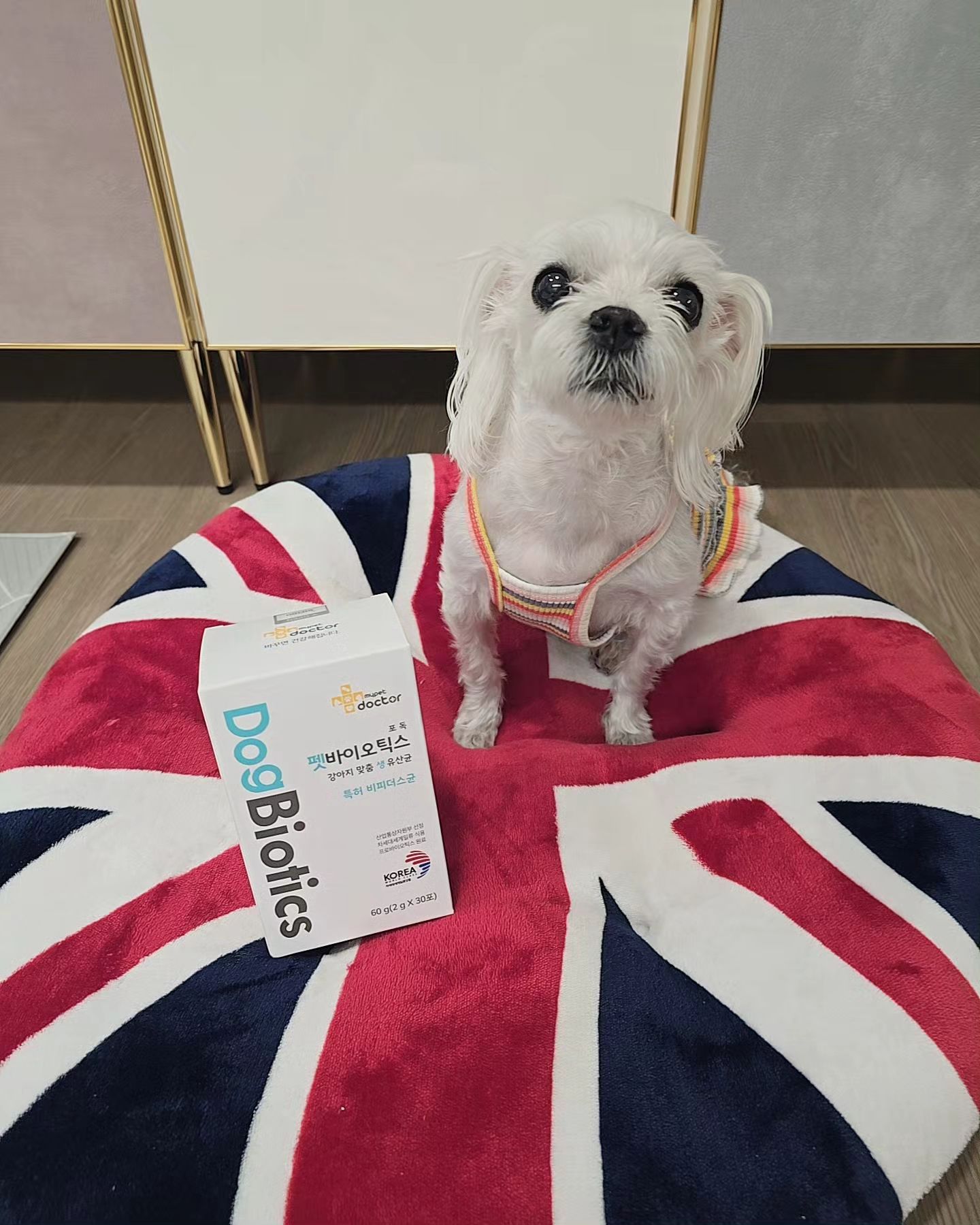 #협찬  마이펫닥터] 펫바이오틱스 유산균🐶

아파도 말못하는 우리 반려견들..ㅜ미리미리 건강 챙겨줘야겠죠?
사람도 면역력이 정말 중요하자나요~💕
댕댕이들 면역력의 70%
모든건강은 장으로부터 온다는거 아셨나요?
매일 챙겨먹어야하는 유산균~
저는 유산균을 안빼놓고 먹일려고 하거든요~
이제품은..특허 비피더스균 함유 , 글로별 인정 기능성 유산균에
코팅없이 장까지 살아서가는 생유산균
뿐만아니라 치매예방에 도움을 주는 
비피더스균 함유 (인지기능,기억력 개선)🤩
믿음이 팍팍가고 18살 사랑이한테 너무 좋을꺼같아요~👍
저는 사료에다가 항상 섞여주는데요
행복이 사랑이 너무 잘먹네요~
유산균 먹여서인지 배변횟수도좋고 뭔가 아이들 
배변볼때 편한해보이네요 ㅎㅎ

✔️건강 개선 7종 기능성 제품
✔️유산균증식 유해균억제 배변활동에 도움을 줍니다
mypetdr_official
.
#마이펫닥터 #강아지유산균 #유해균억제 #애견유산균 #강아지유산균추천 #마이펫닥터제조사
