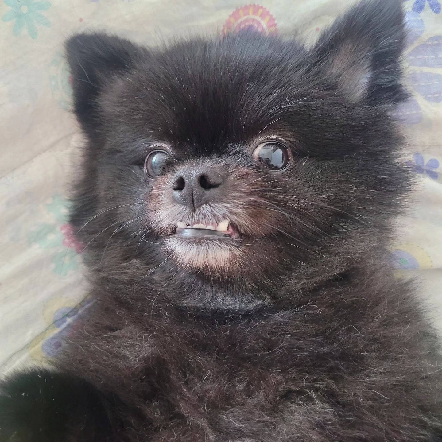 비오는날 펩시랑시간보내기😬
표정에 되게 불만가득한..ㅎㅎ;;
자기주장확실해서좋네👍👍

#견스타그램 #포메 #블랙포메 #강아지일상 #비오는날 #산책못감 #표정엔 #불만한가득 #미안하다 #오늘은 #집에있자 #😅😅😅😅😅😅😅😅😅😅😅😅😅😅😅😅😅😅😅😅😅😅😅😅😅😅😅