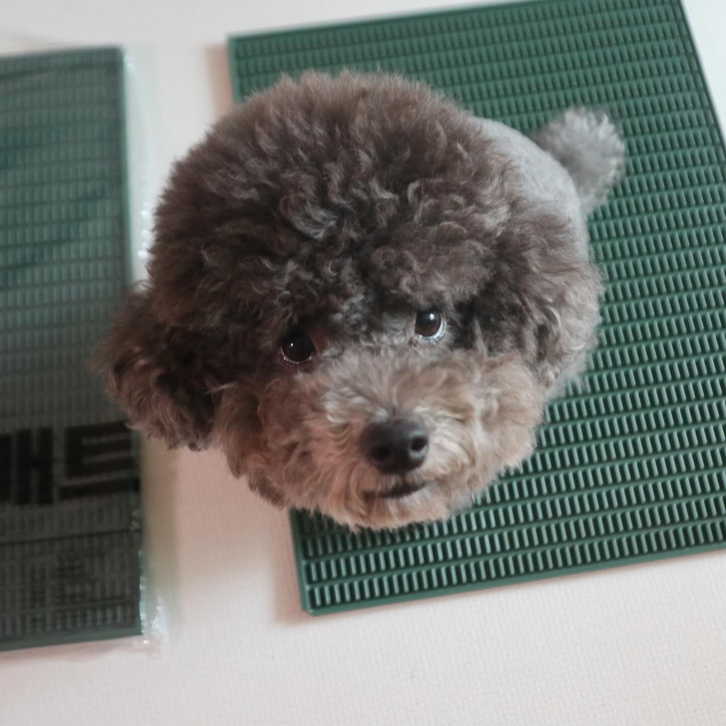 #협찬 dogtoc_official 
 
배변매트 어디까지 써봤니?
가장자리에만 하는 백뚜와 아직 근처 배회중인 백미를 위해 사용해 봤지💚
특수돌기로 흐르는 소변을 모아줘서 패드 가장자리에해도 넘치지 않아
 
•고정대가 있어서 패드가 밀리거나 날릴일없어서 좋아
•패드크기를 줄이면 배변패드없이 무한사용가능한 배변판이되
•딱딱한 플라스틱과 말랑한 실리콘 중간 경도의 좋은 소재 사용
•인테리어에 도움되는 다양한 컬러와 디자인
 
배변훈련이 필요하거나 가장자리에만해서 교육이 필요한 강아지들에게
추천하는 독톡배변매트(+배변패드 호환용)
 
#독톡 #강아지배변매트 #강아지배변패드 #배변교육 #강아지배변판