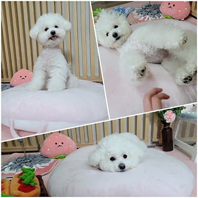 꿀잠방석 강아지 역방쿠 ! 반려용품중 만족도 원탑 등극한 이유
