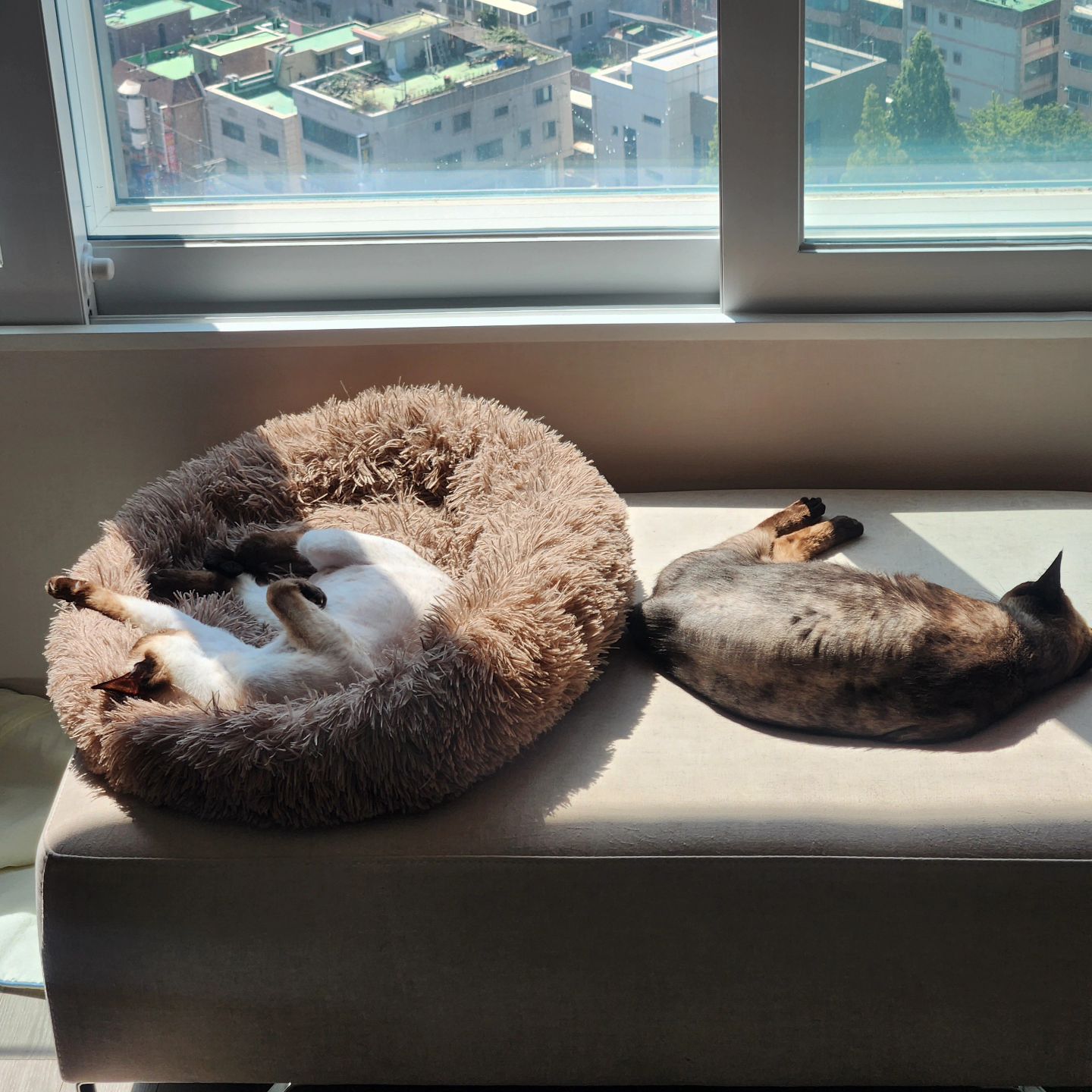 냥팔자가 상팔자😊
난 너네가 가장 부러워😍😍
.
.
#고양이 #고양이의하루 #고양이그램 #샴고양이 #랜선집사 #랜선이모 #고양이자랑 #토로 #토미 #토로미냥 #catstagram #แมว #cat #siamesecatcat #그루밍그램 #좋아요 #그루밍 #꾹꾹이#고양이간식 #집사 #집사의하루 #고양이일기#귀여운고양이#고양이영양제#캣그라이스