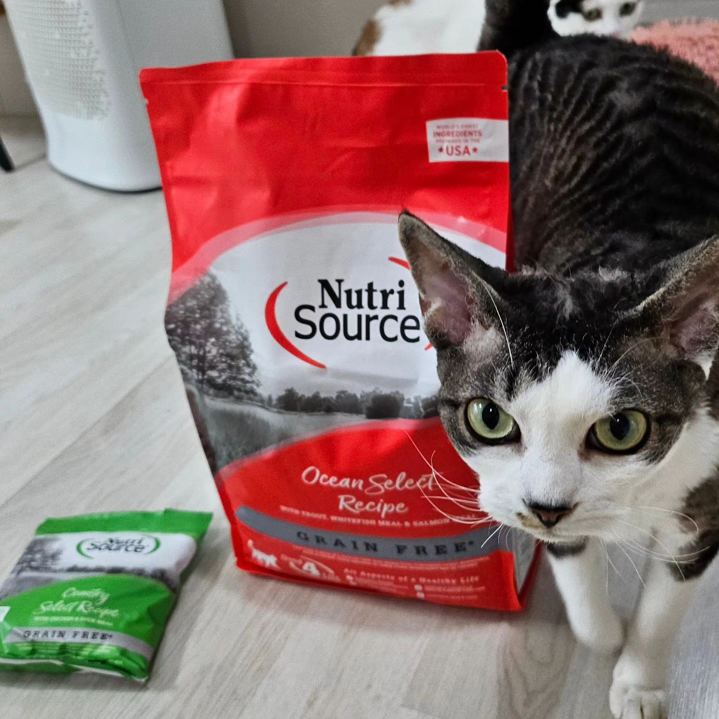 #협찬 nutrisource_korea
고양이들의 사료가 다 떨어지던 찰나 샛별처럼 배송된
"뉴트리 소스 그레인프리 캣 오션 셀렉트"
바로 소개해보겠습니다!
.
쌀밥이네 집은 고양이들과 미어캣의 행복한 캣 라이프를 위하여
곡물이 들어가지 않은 사료 위주로 급여하고 있습니다.
한봉지에 무려 3kg이고 가격도 착해서
부담없이 먹이기 좋은
뉴트리 소스 그레인프리 캣 오션 셀렉트
고양이들에게 좋은 재료를 엄선하여 만든 사료에요!
.
송어, 연어, 완두콩, 흰쌀생선, 해바라기 오일, 병아리콩 등등
고양이들에게 필요한 영양분이 들어간 재료들로 만들어진 사료입니다.
.
아기 고양이는 물론 성묘, 다양한 연령대의 고양이들이 먹을 수 있는 사료에요
키튼, 어덜트 모두 급여 가능하다는 점 참고해주세요.
.
고양이들이 좋아하는 송어가 있어서
고양이들이 잘먹는 뉴트리 소스 그레인프리 캣 오션 셀렉트
가성비, 기호성 사료로 추천해요 >_<
.
#그레인프리 #뉴트리소스추천고양이사료 #무곡물 #가성비최고 #장기능개선 #피부관리 #10대슈퍼푸드 #연어사료 #고양이사료추천 #고양이사료대용량 #그레인프리사료 #고양이밥 #저알러지 #소화개선 #송어사료