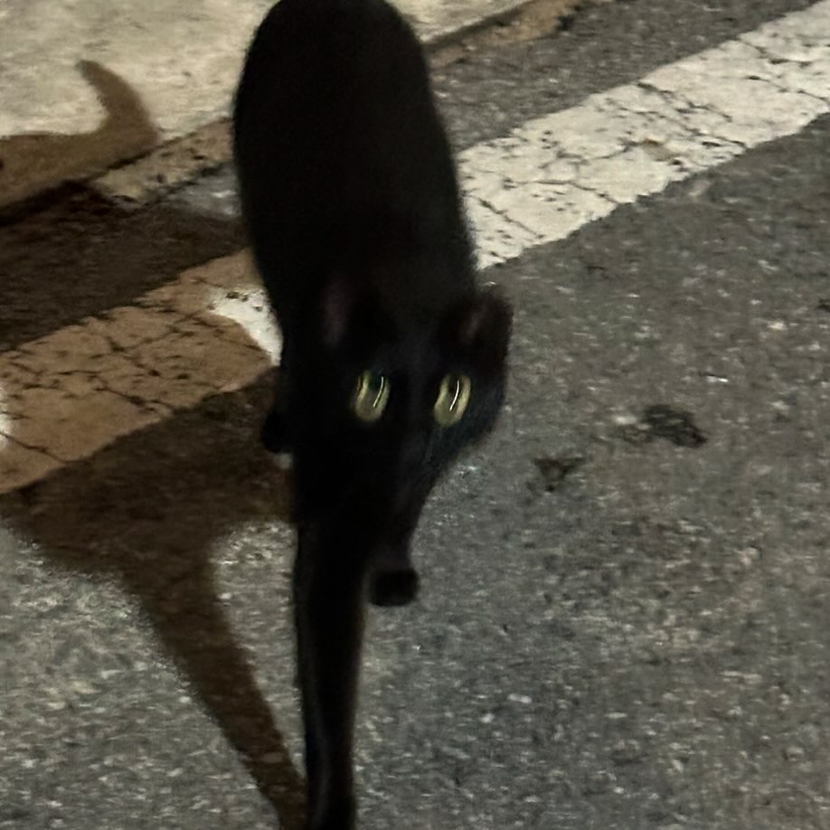 🐈‍⬛