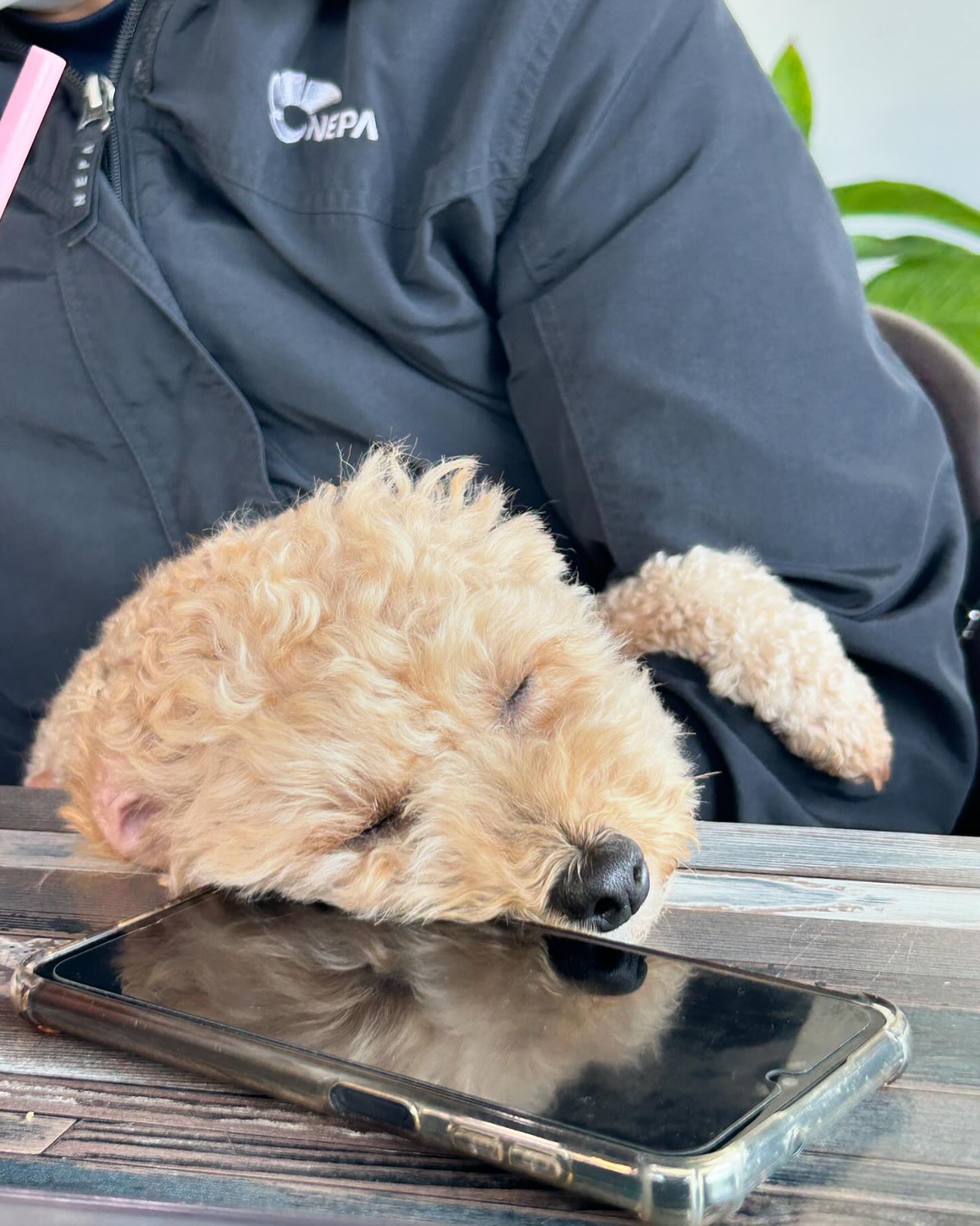 콘텐츠