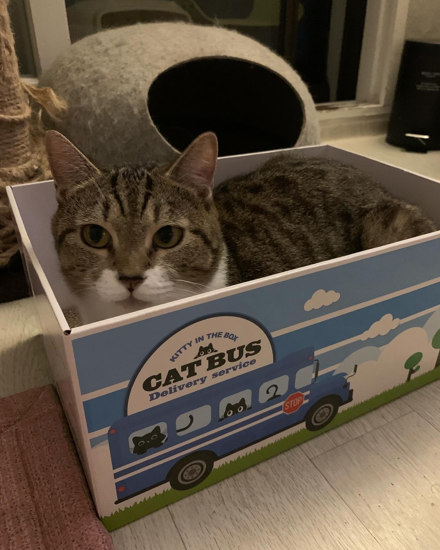 고양이 버스 출발한다냥🐱