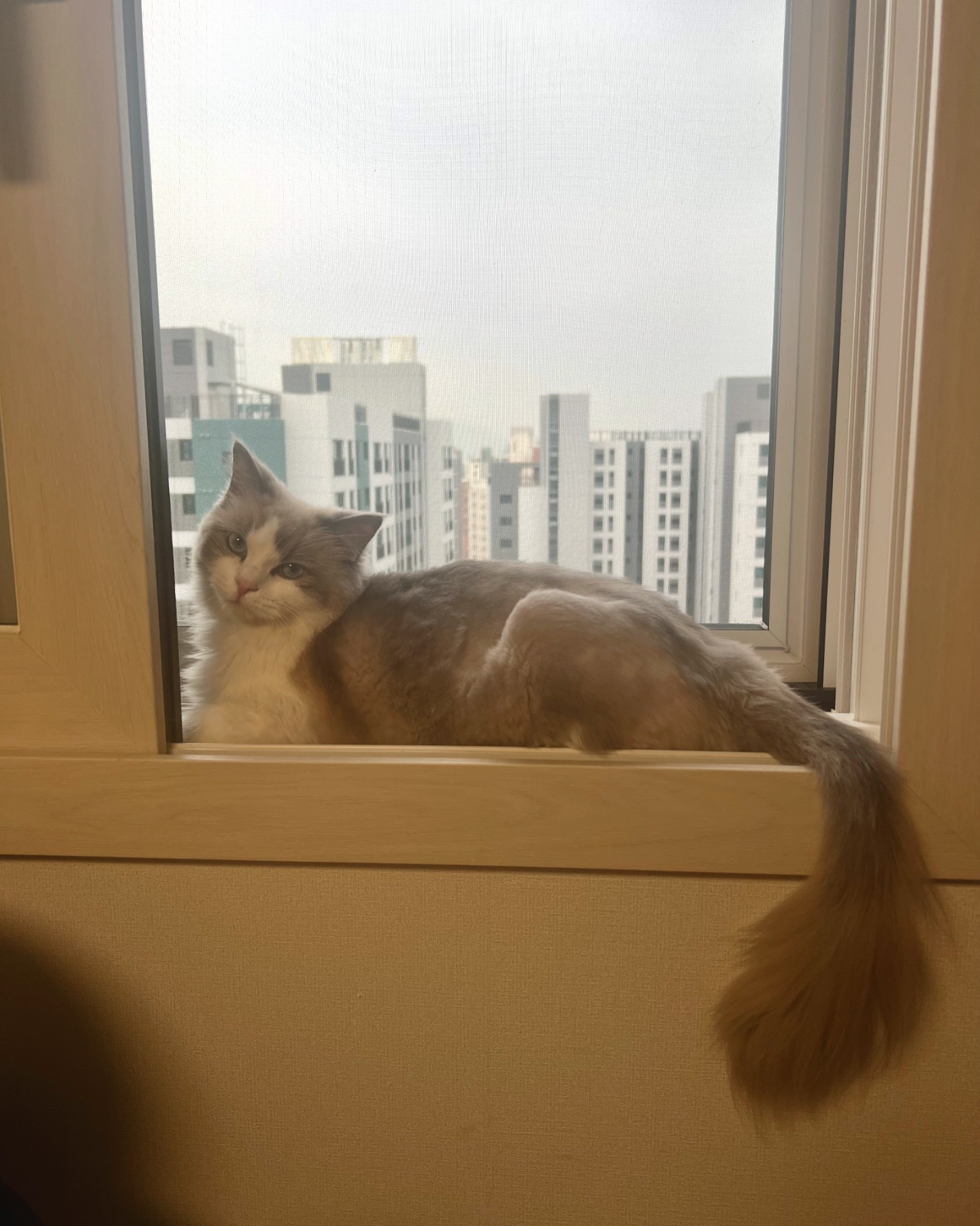 #Marie
흐린 날.. 창가에서 센치하게...🙂‍↔️

.
/
#냥스타그램 #고양이그램 #캣스타그램 #catstagram
#cat #ragdoll #catsofinstagram 
#랙돌스타그램 #랙돌 #냥팔 #냥팔맞팔 #🐱