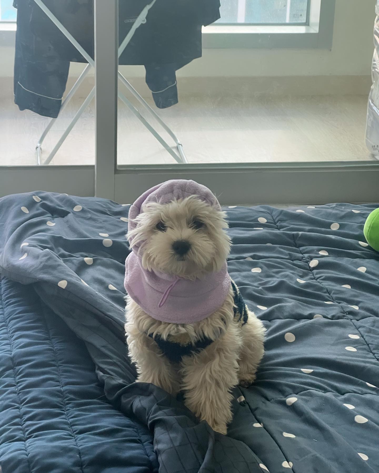 웅니 왜 나를 골무로 🙄

#멍스타그램 #멍팔맞팔 #멍멍이그램 #말티푸 #겨울
