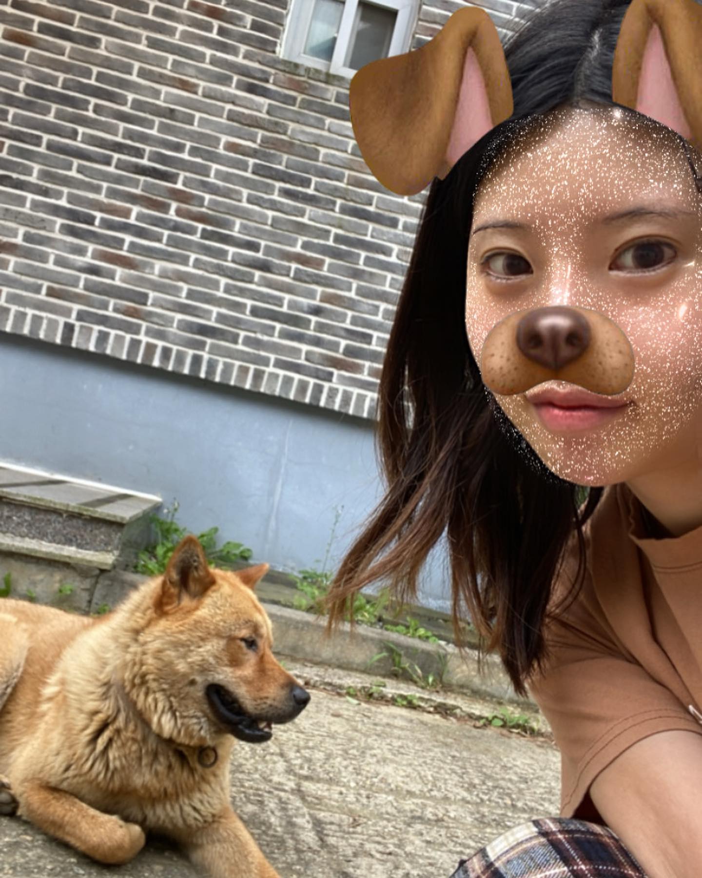 옆집 개와