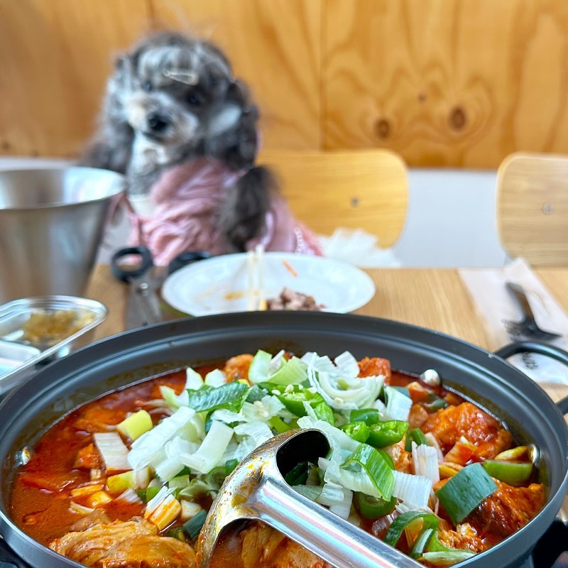 🍽️
달씌 견생 처음 가본 애견동반 바베큐장!
고기 꾸워먹으러 간거였는데
닭볶음탕이 그르케 맛있더라..🤪
.
달씌는 추워서 실내에서 기다리고
난 나와서 고기 초벌하는거 같이 구경하고
들어와서 따숩게 먹었지!
.
썰매도 있어서 타고 놀수있는데
우린 일정이 촉박해서 못탔어..
근데 몰랐는데 디올이 피드 보니까
애견운동장도 있었더라..
애견운동장은 못참는데 휴 ㅠㅠ
가게되면 꼭 운동장도 가봐 친구들!!
.
맛있게 이베리코 삼겹살이랑 목살 먹고
닭볶음탕까지 격파하고 태안으로 출발~!
.
.
.
🍖천안 애견동반 바베큐 bbking__official__ 
.
#장소제공 #비비킹 #천안야외바베큐장 #천안애견동반 #천안애견동반식당 #천안애견동반바베큐 #천안애견동반캠핑 #애견동반썰매 #천안가볼만한곳 #천안애견운동장 #이베리코맛집 #이베리코 #닭볶음탕맛집 #심쿵도그 #애견동반여행 #팬텀푸들 #팬텀푸들자매 #강아지일상 #강아지소통 #댕팔해요 #팬텀푸들달씌 #팬텀푸들바니 #phantompoodlebonnie #phantompoodledarcy #petscorner #poodlesofinstagram #travelwithdog #dailypuppies #bbqtime #poodlelove