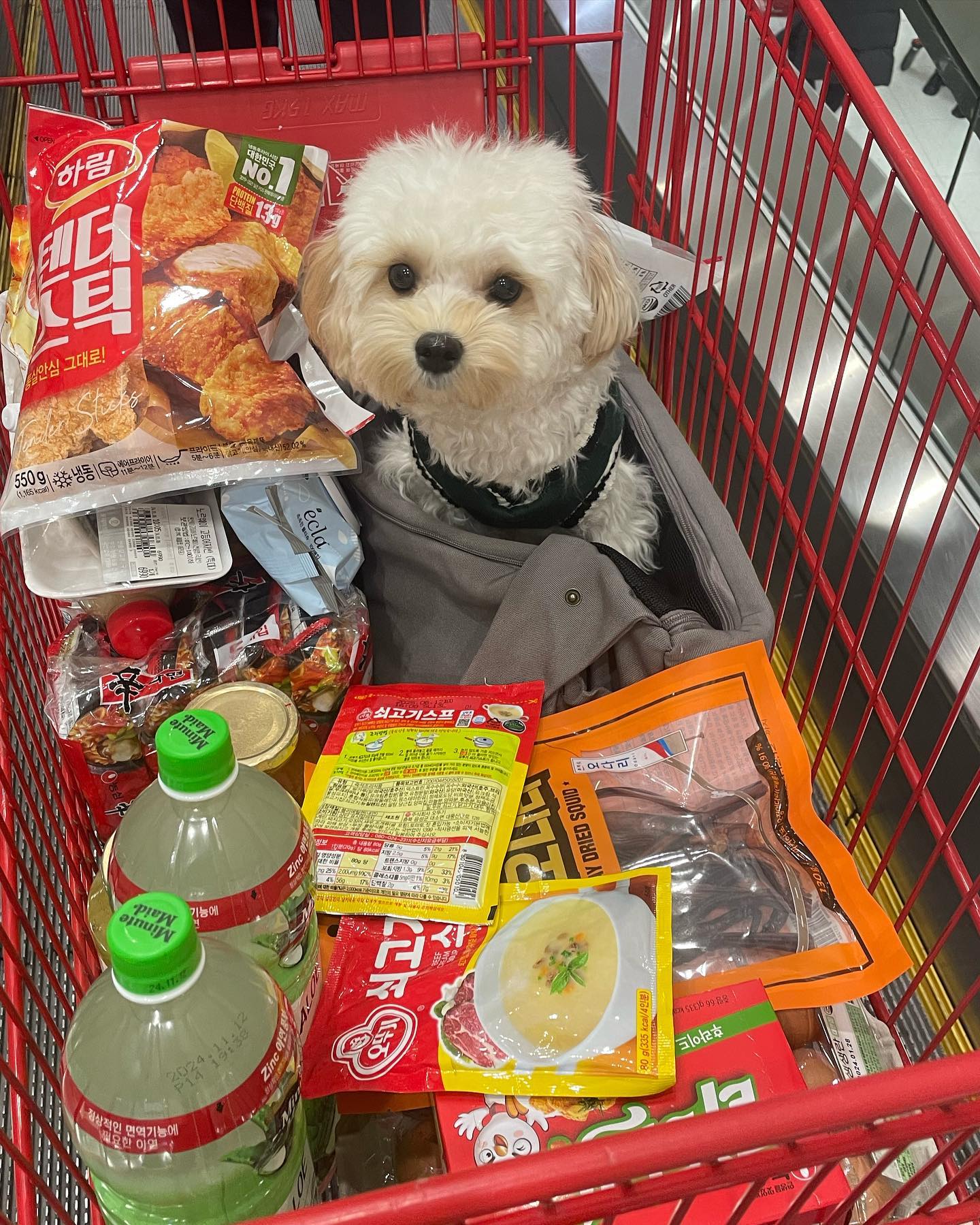 생존신고… 동백씨 사진을 많이 안찍어서 올릴게 없댜..😢