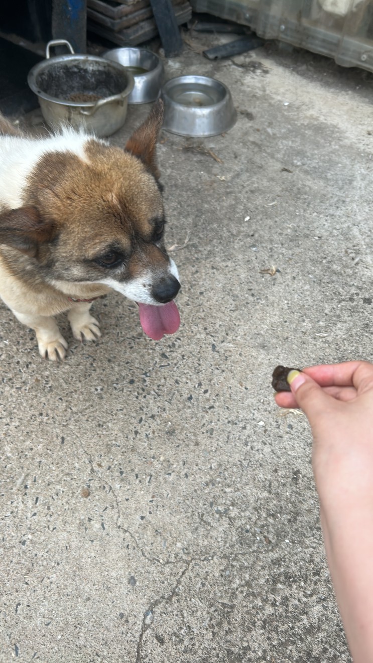 가자요펫 댕이 냥이 영양제