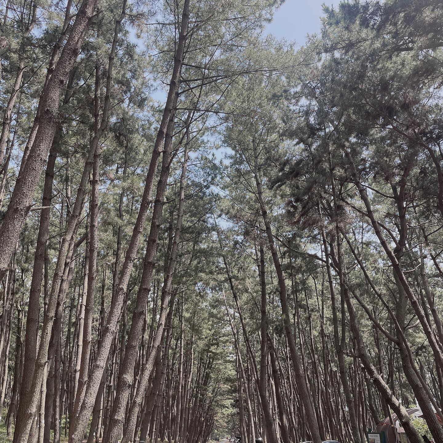 더웠지만 좋았다😄

바닷가 넘 좋잖아👍🏻

#삼봉해수욕장 #소나무숲길🌲 #기분전환💕
