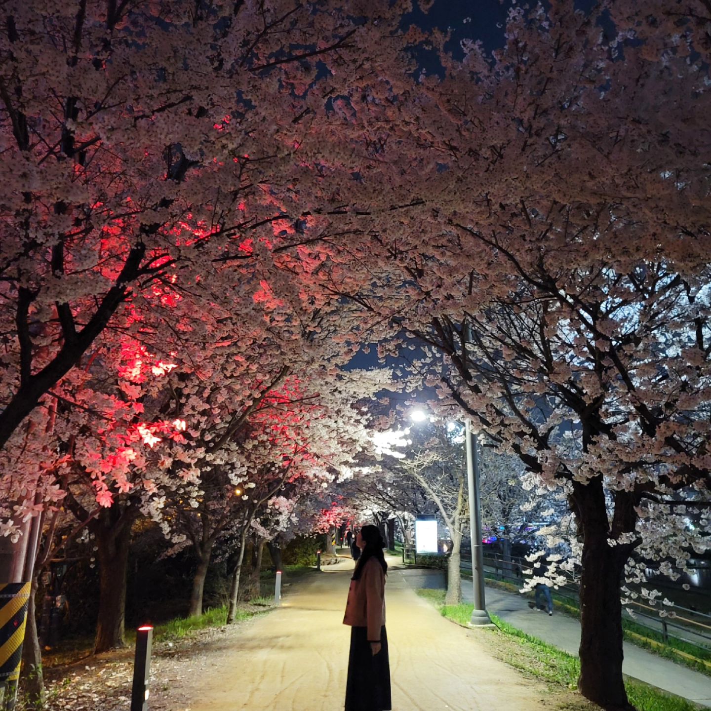벚꽃 가득가득 🌸