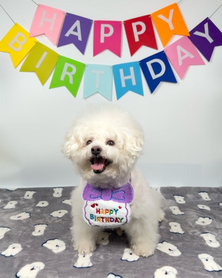 HAPPY 콩빈 DAY🎉

오늘은 콩빈이와 가족이 된 지 1년이 되는 날!
어디 아프지 않고 건강하게 잘 놀고 잘 먹어줘서 너무 고마운 콩빈
앞으로도 늘 건강하고 행복만 하길ღ
생일 축하해 콩빈아💜
