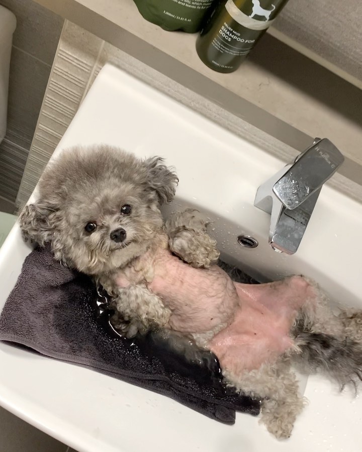 참 팔자 좋은 내 강아지...🙂
근데 다리 털 다 물어 뜯어서 저모양 저꼴🔥
털 다 뽑힌 닭도 아니고.. 하🤦🏻‍♀️

윙꾸 피부가 넘 약하고 특히 여름엔 습해서
그런지 속살 빨갛고 털이 막 떡 져서 집에서
머드팩으로 엄청 관리 해주고 있어요🥲💦 
사진 보면 육안으로도 보이시져??? 
머드팩은 샴푸 하고 해도 좋고 단독사용도 좋아요!
저는 이틀에 한번씩 머드팩을 해줘서 팩 듬뿍
바르고 5~10분 방치했다가 빡빡 씻겨줘요😶‍🌫️

❤️‍🔥구매 인증 5명 추첨❤️‍🔥
릴리프 머드 샴푸 포 도그스 500ml 추가 증정
(공구 종료 후 별도 발송)
❤️‍🔥선착순 구매 30명 머드 샴푸 20ml 추가 발송❤️‍🔥

샵에서 실크팩,수분팩 2번 할 가격에 머드팩 하나 
마련해두면 언제든지 집에서 홈케어 가능🛁🧼
역시나 최저가이고 가격 모두 오픈입니다!
3번 세트 가격 구매가 보셨죠!!????
꾸꾸픽 강추!!! 무조건 이득이에여🥰❤️‍🔥

✅ 무료체험분 1개 증정! 100% 환불 가능
✅ 진짜 보령 머드로 홈케어 가능
✅ 꾸꾸픽 3번 세트 강추!
✅ 3만원 이상 무료배송
✅ 최저가 공구 기간은 8/4(일) 마감
✅ 구매는 poodlegguggu_ 프로필 링크 

#우리집상전 #건강만해라 #뭘못해주겠니 #강아지목욕 #강아지샴푸 #강아지머드팩 #강아지팩 #강아지홈케어 #강아지피부 #강아지털 #강아지습진 #강아지피부병 #강아지피부관리 #강아지피부염