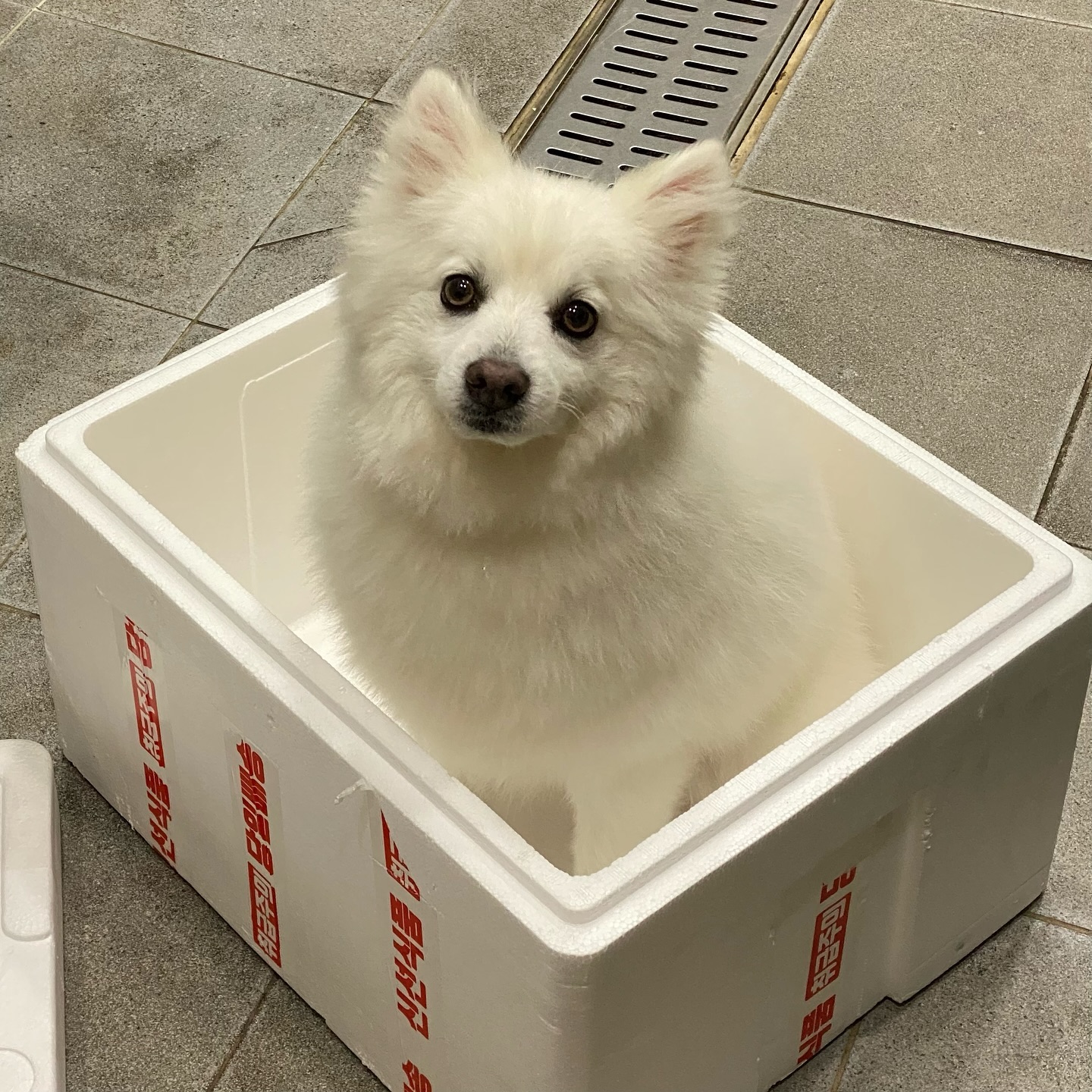 털봉이 납치 당할 뻔📦 
#너무귀여워서