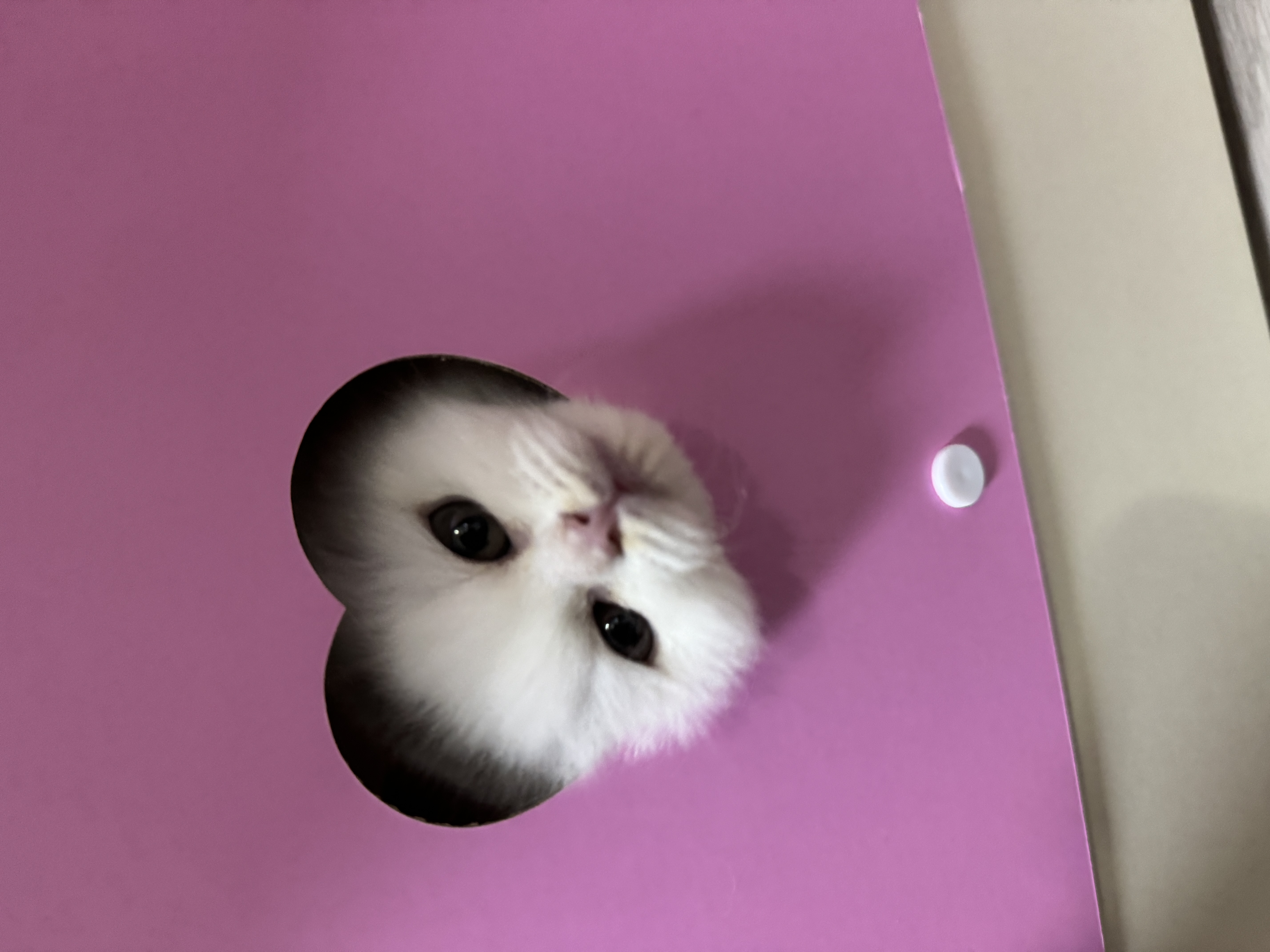 콘텐츠