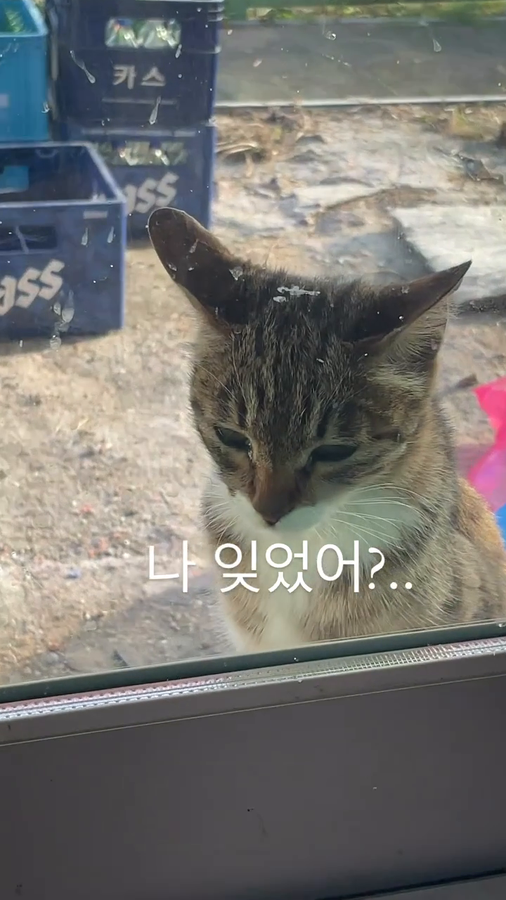 고양이입김 너무 귀엽고
고양이는 귀여워🥰🐈

#고양이 #귀여운고양이 #고양이일상 #고양이그램 #고양이스타그램 #고양이집사 #고양이짤 #cat #catstagram