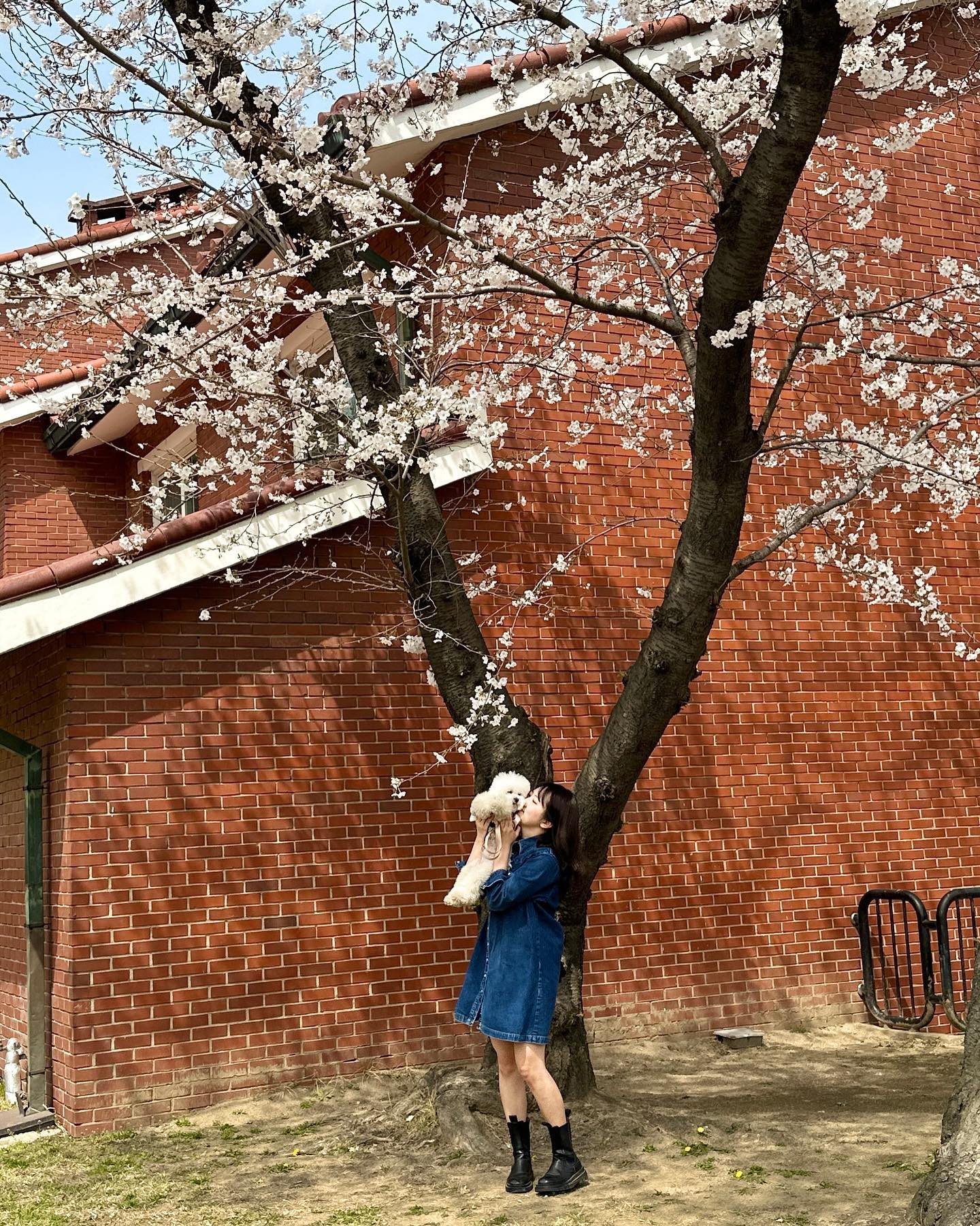 🌸 

꽃놀이 시작 !

오랜만에 서울 나들이 좋구요~
장보미 사진 협조도 좋구요 🫠♥️

#용산반환부지 #서울벚꽃