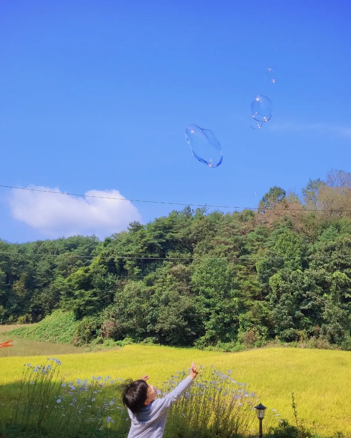 아빠와 비눗방울놀이💙💛
캬~그림같당~🎈
2023.09.30

#농촌풍경🌱
#엄마는방구석관람😝