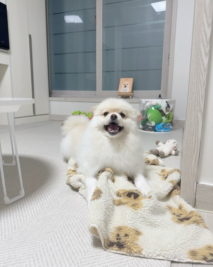 산책하고 기부니 체고〰️〰️