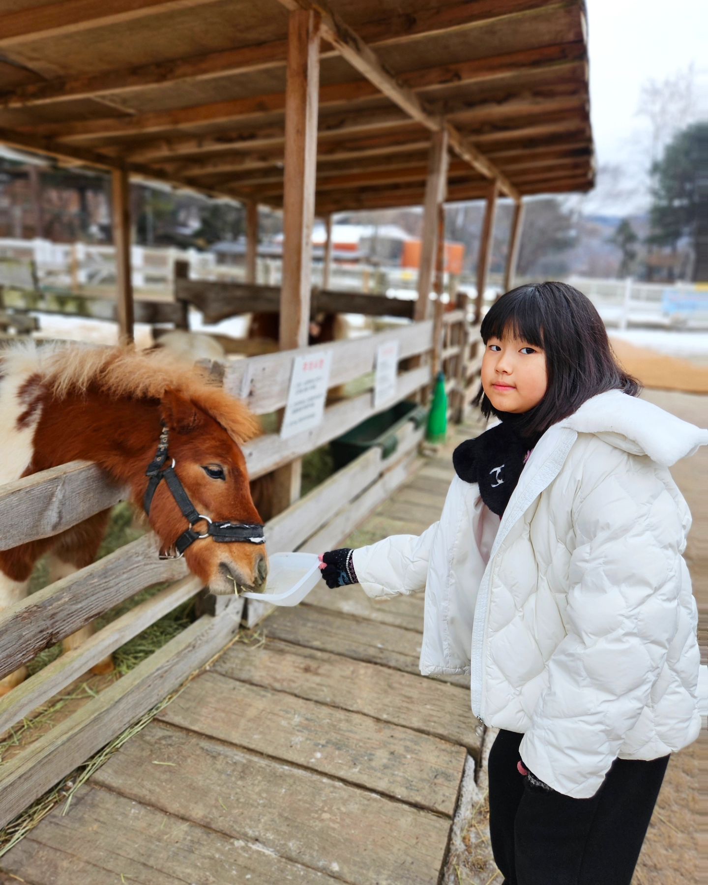 🐴🥕🛷

아침부터 ㅋㅋ동물먹이주기 체험하러  고고~투숙객 베네핏~아침부터~~이 넓은 서운동산을 전세내고 놀았네유~~~🥰

썰매도 타고~산책도 하고~진심 넘 잘놀다온 1박2일~~~담에 또 잼난곳 놀러가요🚀
ㆍ
ㆍ
ㆍ
#서운동산 #서운동산펜션 #동물먹이체험
#얼음썰매 #코코하우스 #로켓단친구들