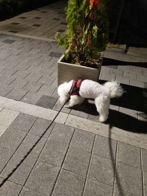 강아지 목보호 하네스