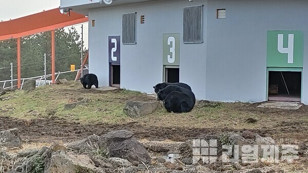 제주 온 멸종위기종 반달가슴곰, 13일부터 매일 무료 개방...

#제주자연생태공원 #리얼제주 #제주소식 #제주뉴스 #제주아이와갈만한곳 #제주가볼만한곳 #제주여행 #제주도여행