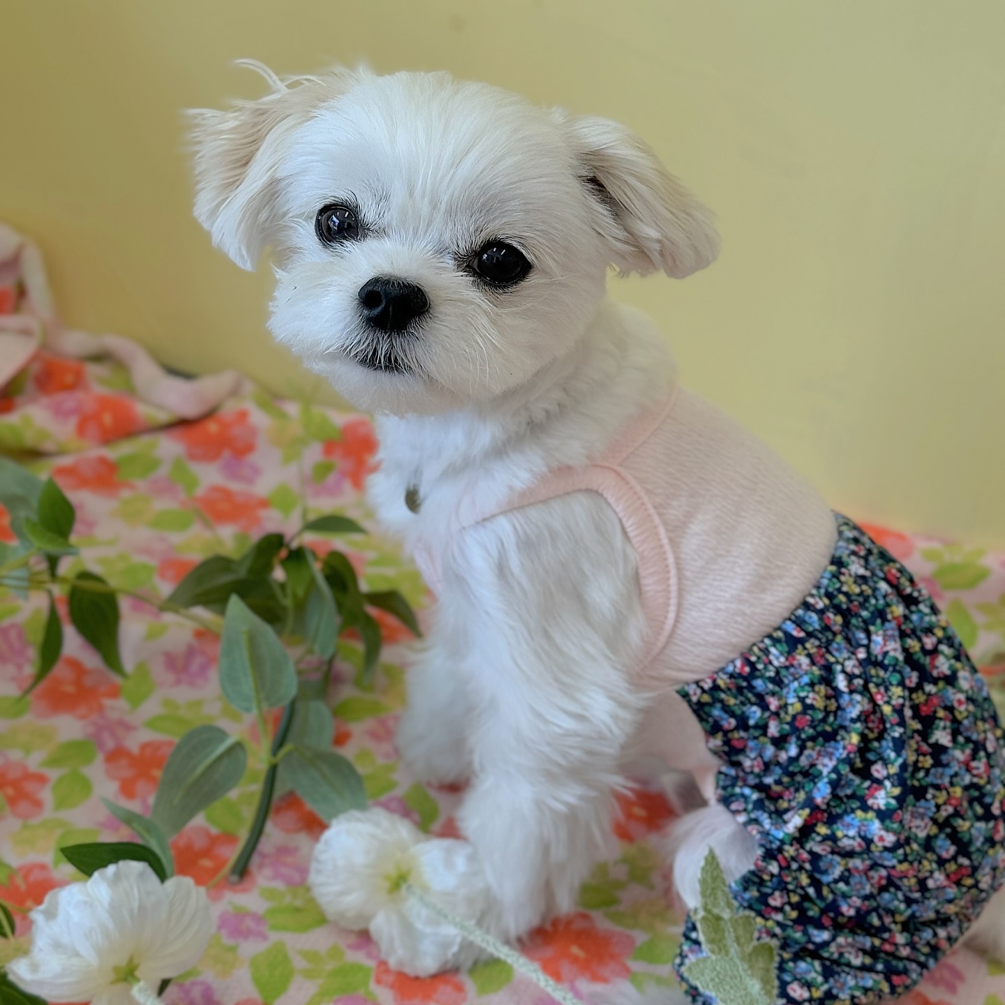 #제품제공 
나랑 같이 .. 뒷밭에.. 꽃 심으러 갈랭....?🌼

농촌 바이브 물씬 🐾
할모니 집에가서 밭일 도와주고 와야디 🫶🏻
같이 갈 칭구 새참도 쥬ㄲㅔ🫶🏻🤍

🏷️ dengsoob 

#댕숩 #댕숩강아지옷 #강아지옷 #강아지올인원 #강아지몸빼 #할매룩 #시골 #시골룩 #몸빼 #말티즈 #여름휴가 #새참 #시골라이프