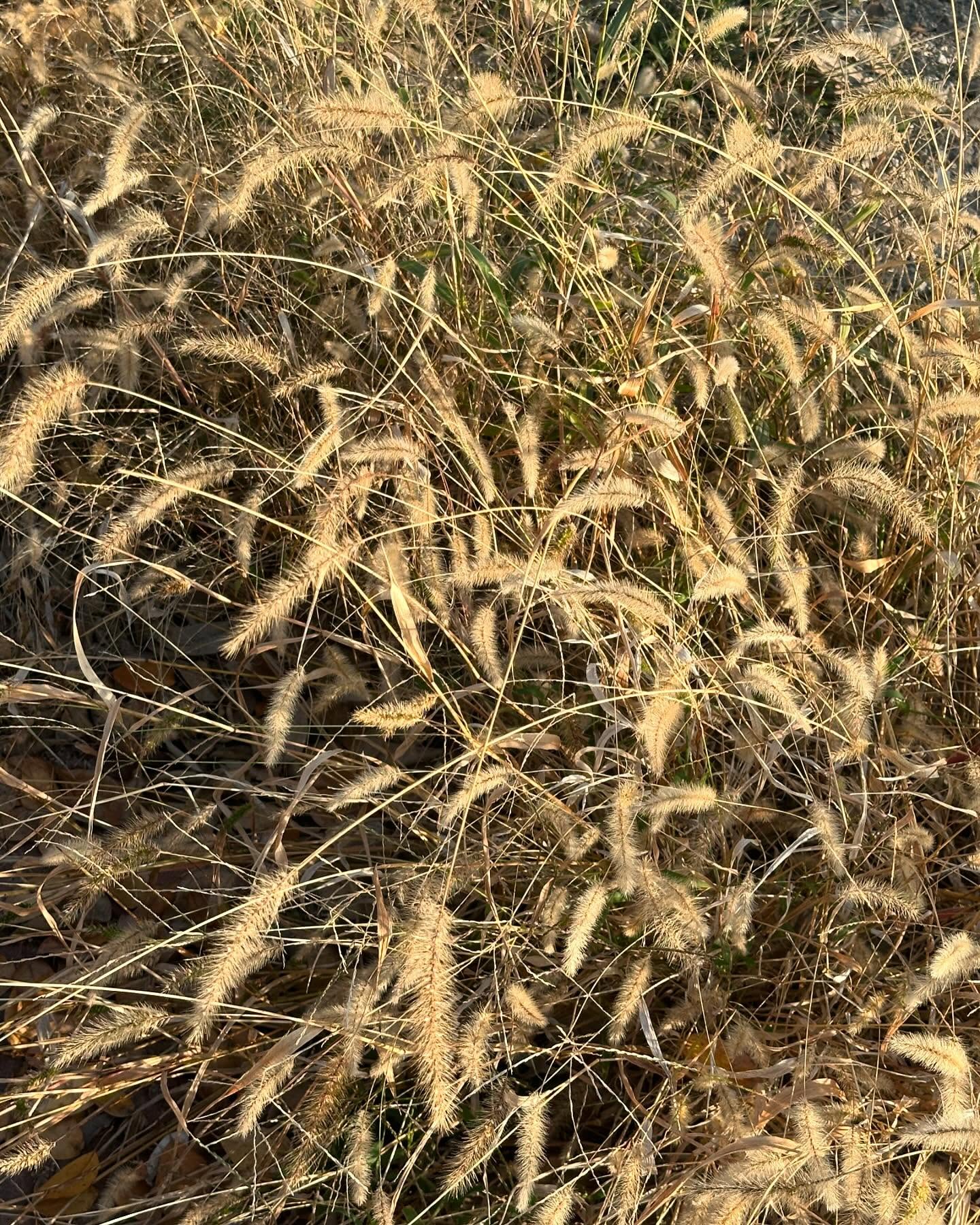 오늘의 조각들 🌾🍂🐈‍⬛
