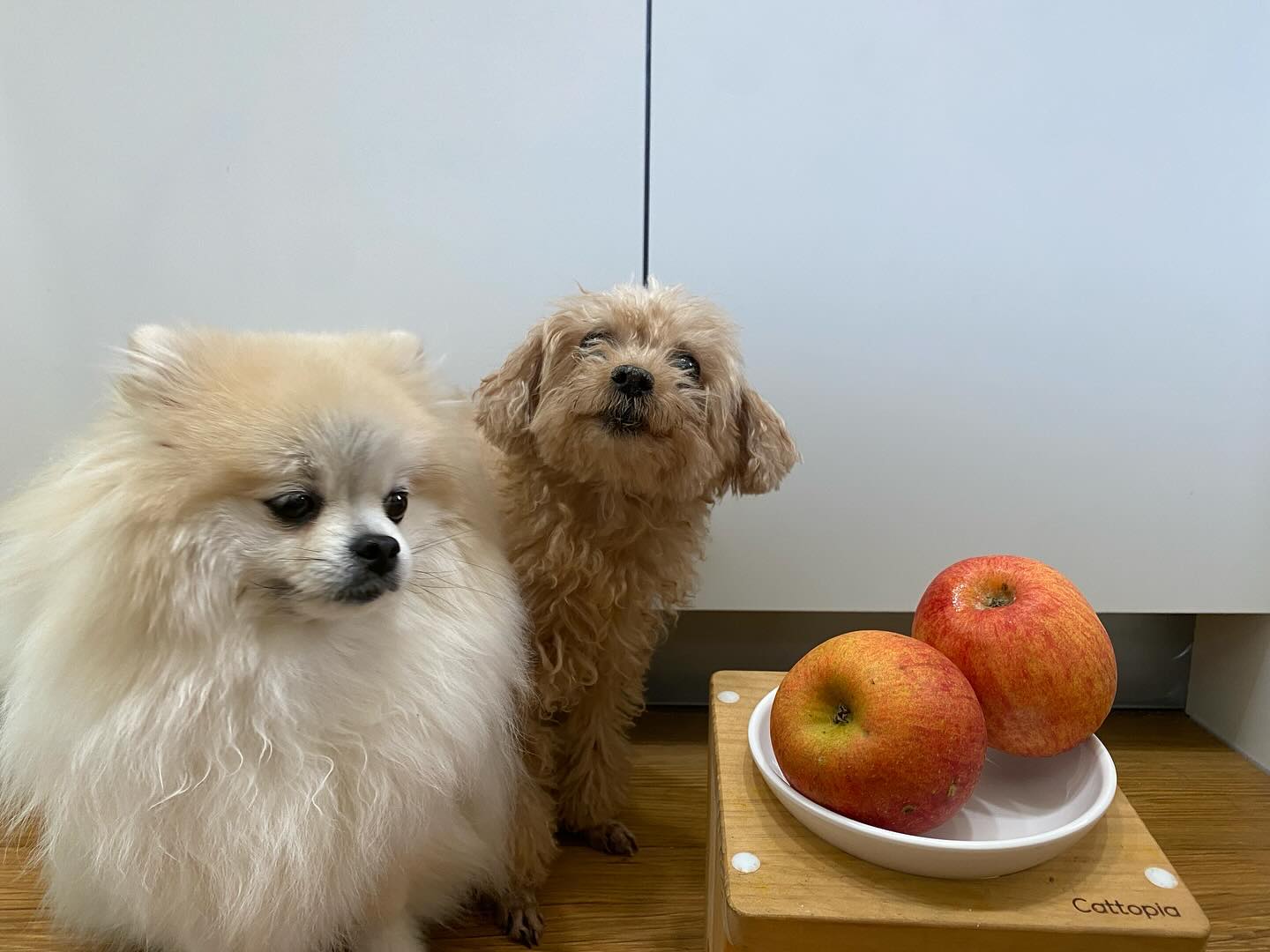 먹고찌푼데.. 먹으라소리를 안하네...