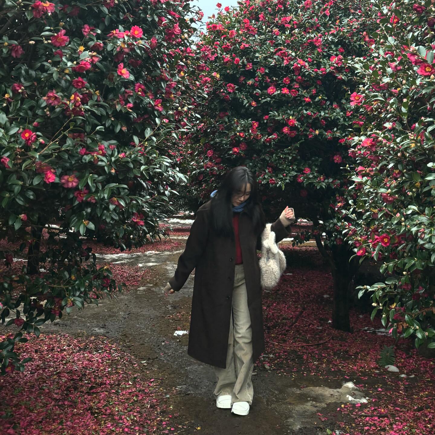 동백꽃 너무 예쁘고 동화 속 같고, 눈 온 다음날 흰신발은 신고 가지 마세욧 🌺