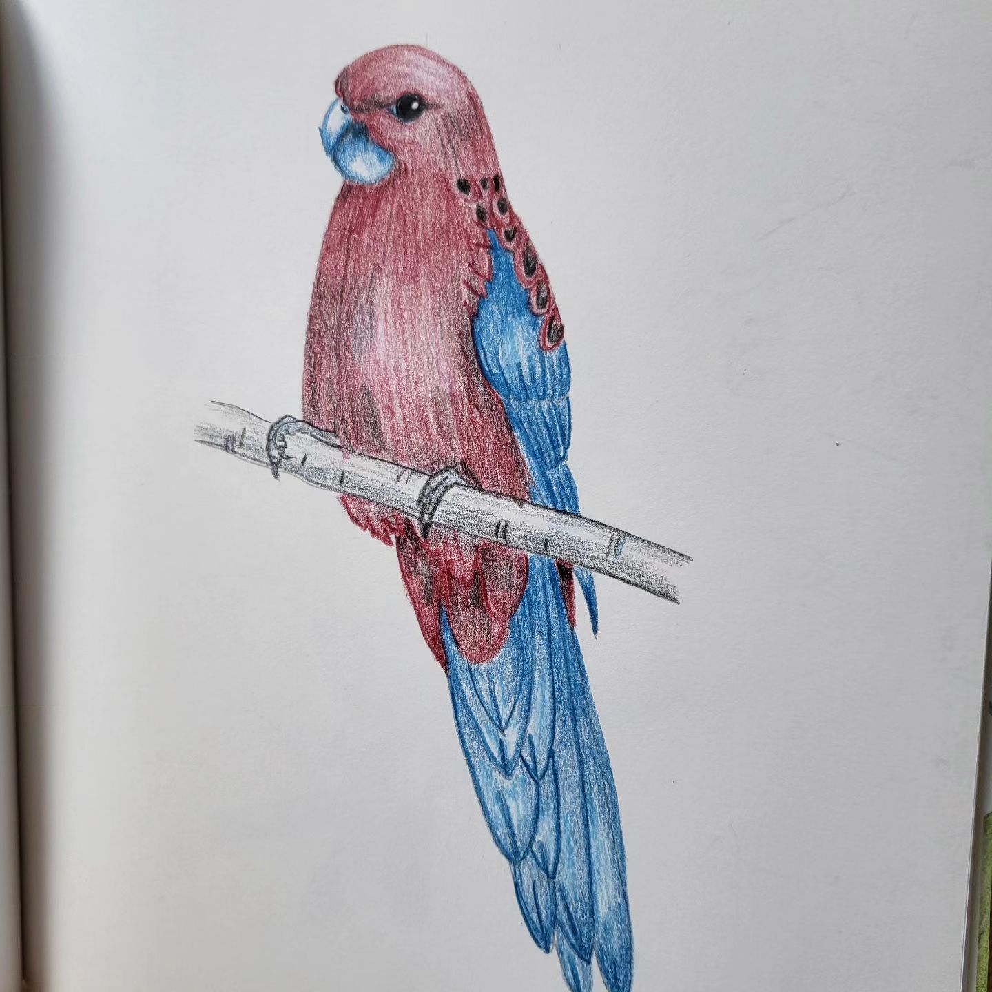 역시 난 새그림 그리는게 좋아 #색
#colorpencils 
#prismacolor