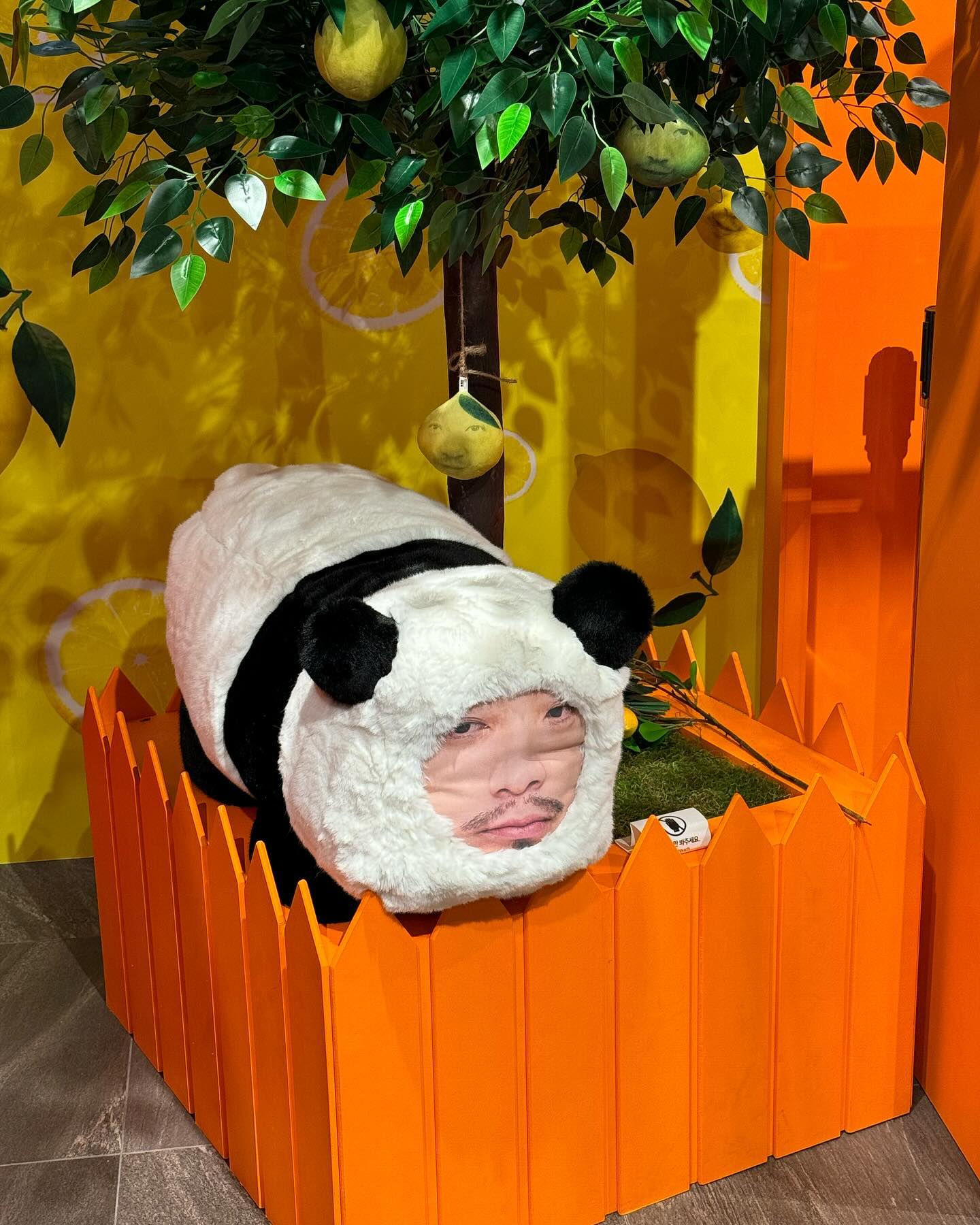 침바오 귀여워
