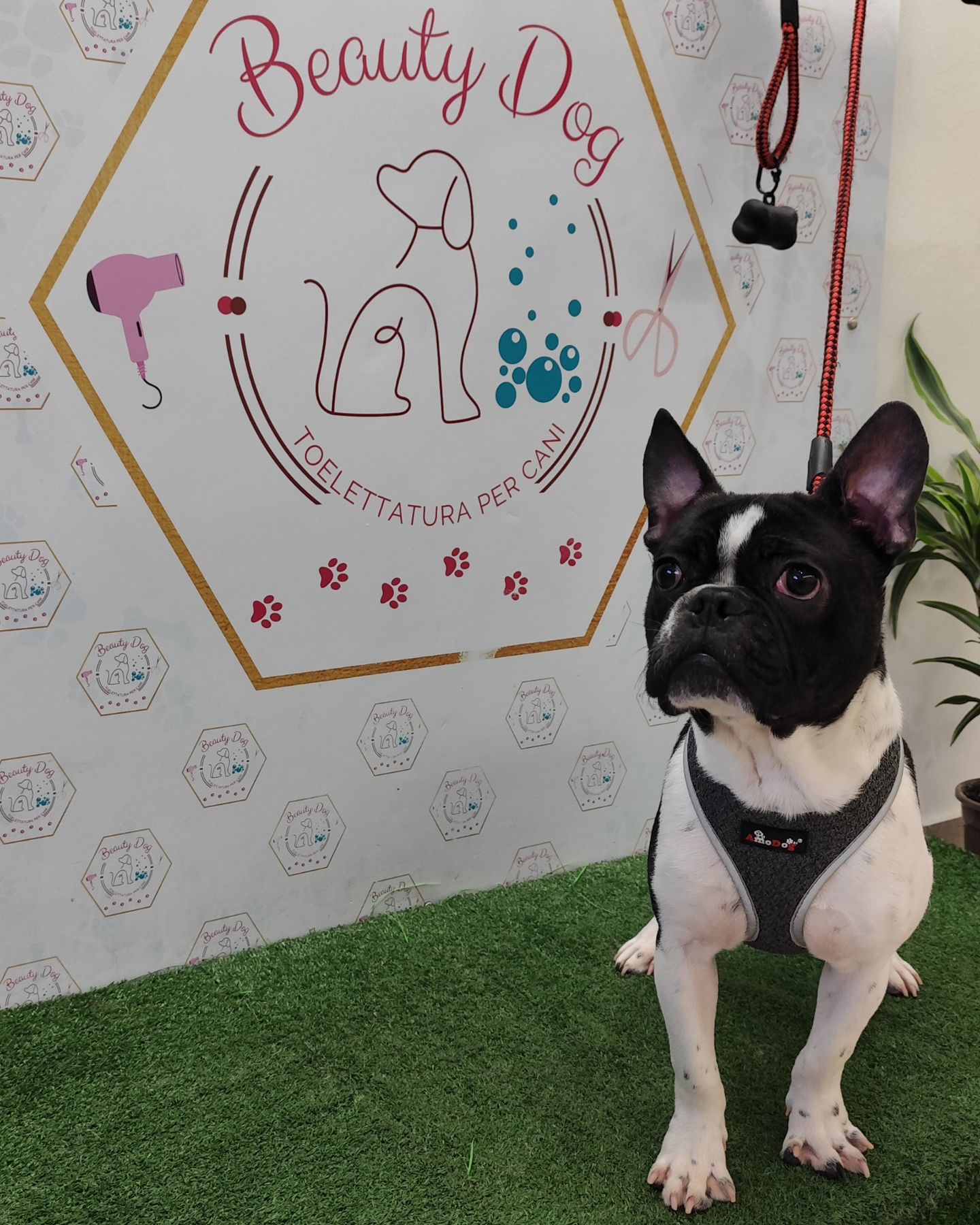 Il piccolo Pablo 🐾💙
