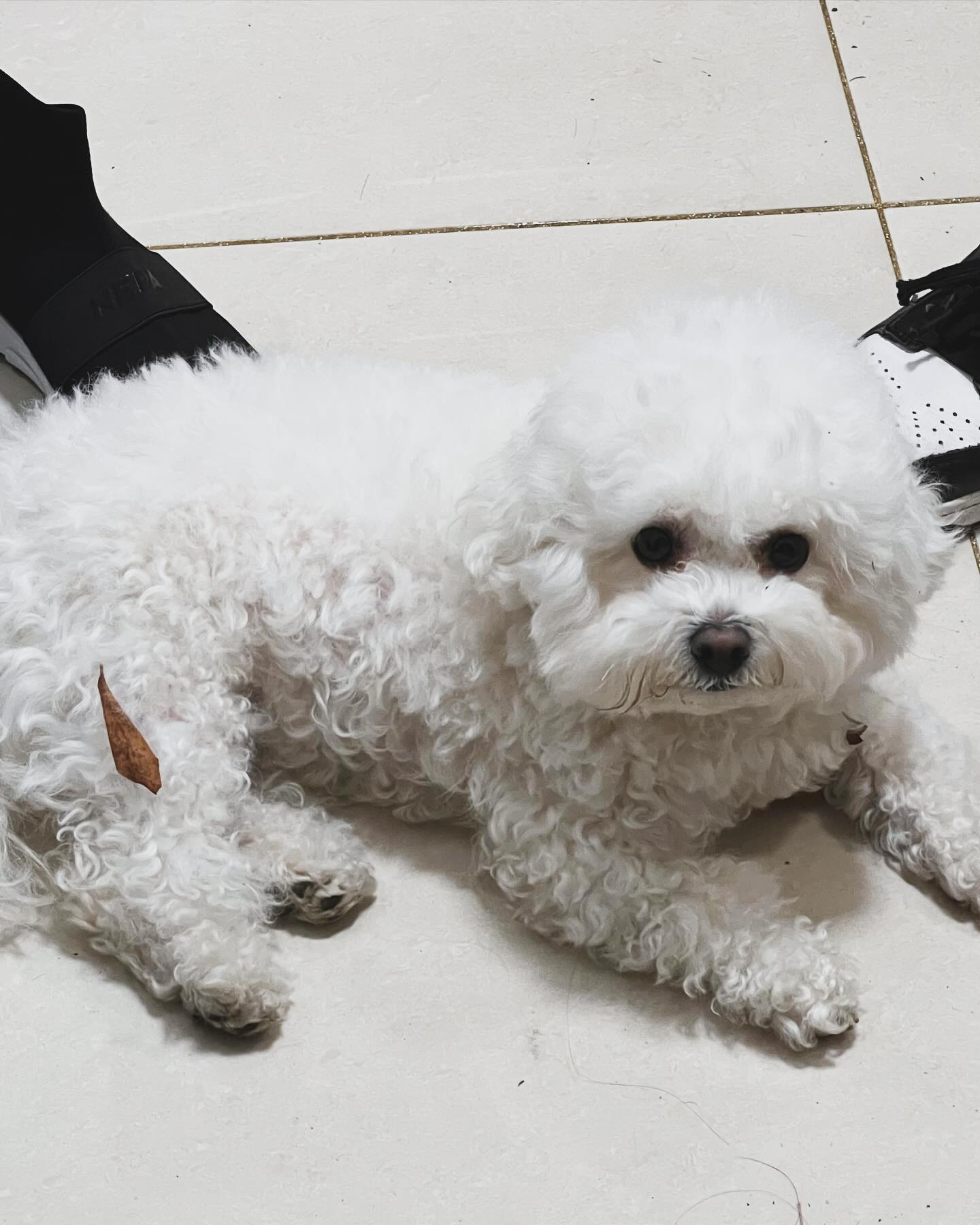 비쥬❤️
산책 후에 깜깜해도 잘 기다리는 개👍
날이 따땃하니 산책할맛 나는구만~