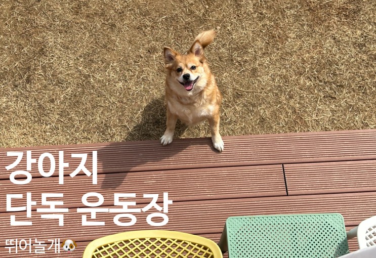 [양평 뛰어놀개] 서울 근교의120평 규모의 프라이빗 애견 단독 운동장!