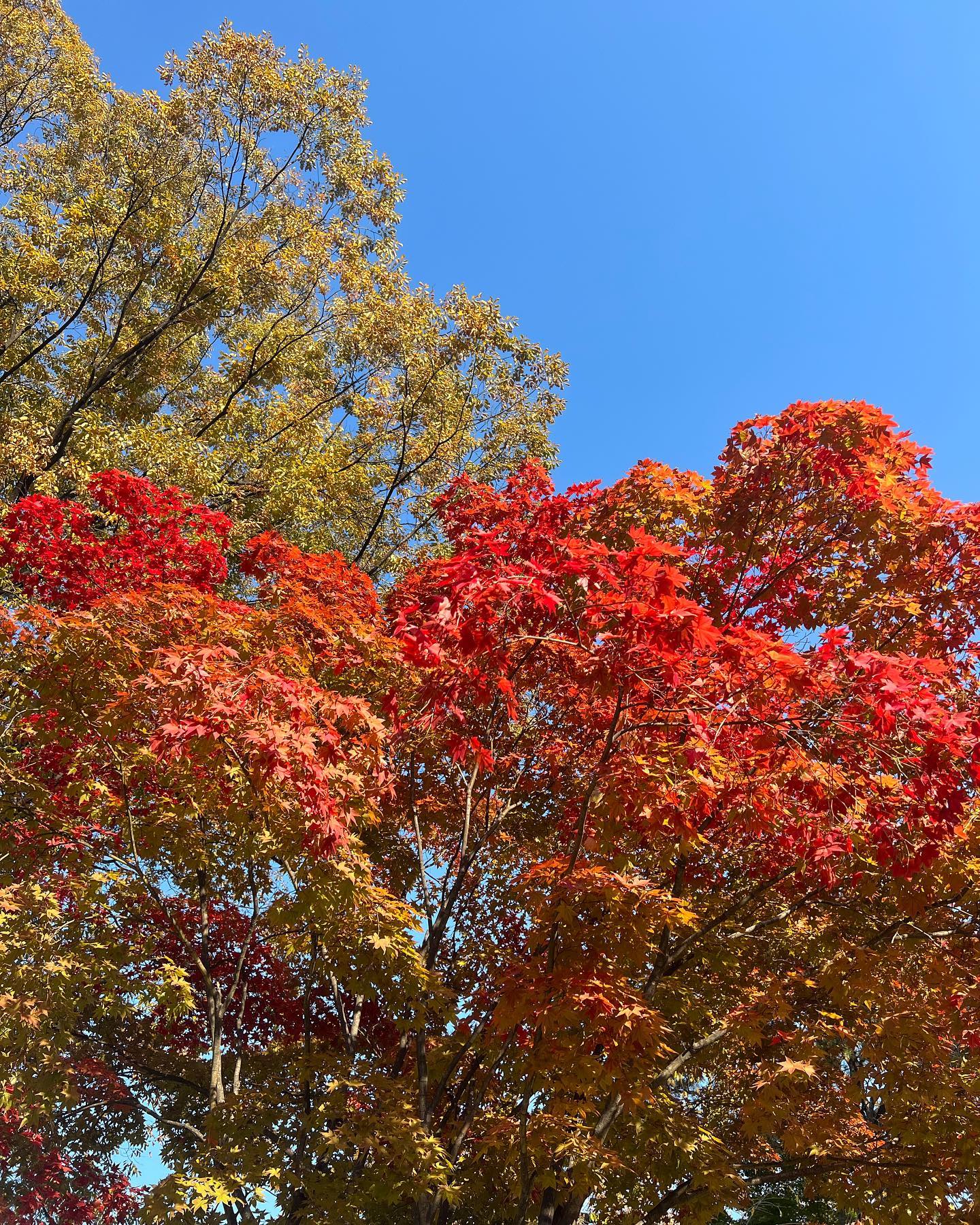 가을 좋아 🍂🍂🍂