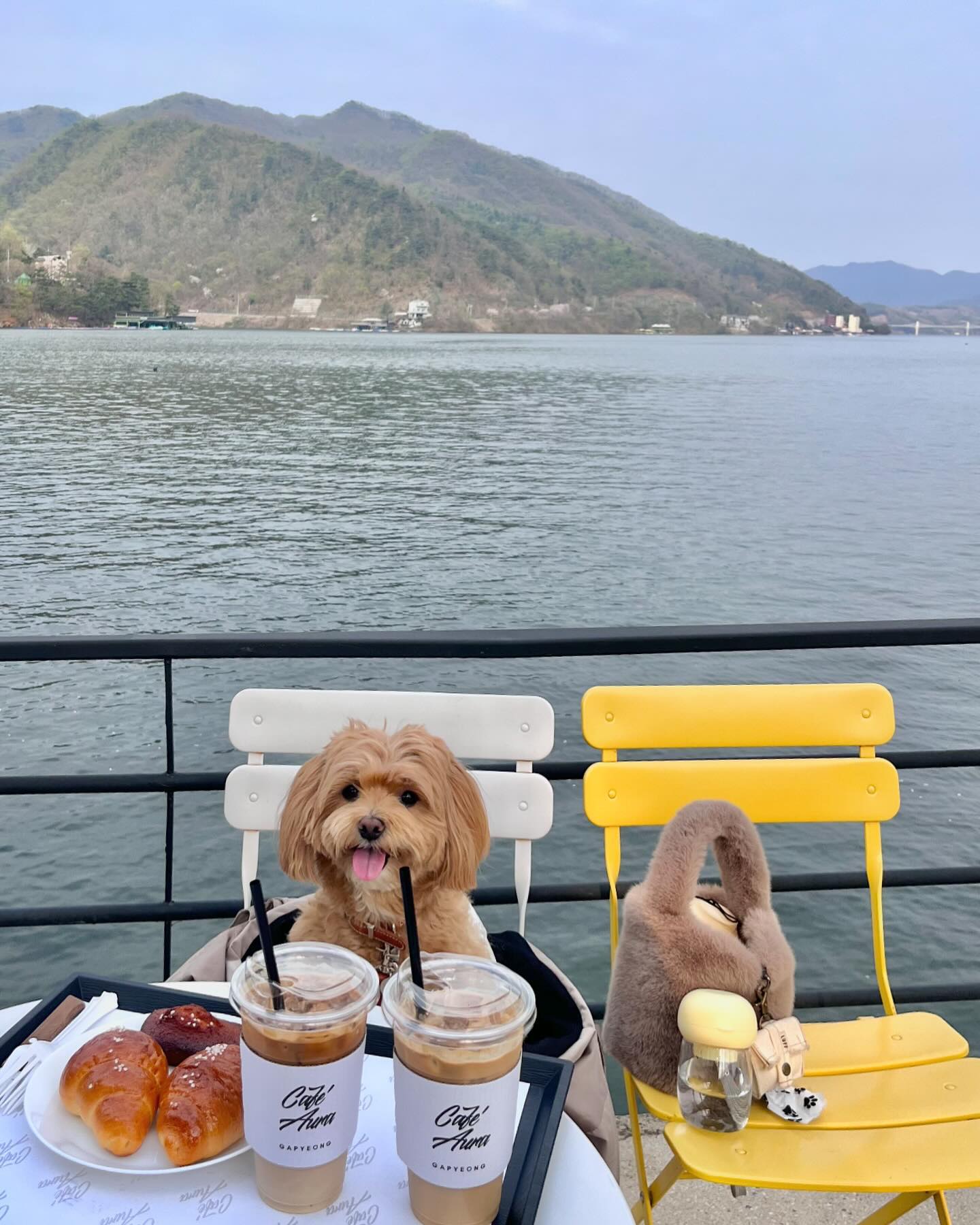 나 털찌니, 엄먀랑 내가 쩰로 사랑하눈 임오랑 
가평으로 힐링하고와따 🫶🏻💛
평일이라 어딜가도 우리밖에 없어서 
카페도, 식당두 전세내고 즐기고왔지머얌 〰️ 
여유롭고 행복한 가평 당일치기여뜸 🎶 
.
.
.
.
.
#나는짜짜 #말티푸 #maltipoo #견주소통 #반려인소통 #강아지 #댕댕이 #반려견 #반려견일상 #강아지일상 #오늘의강아지 #멍스타그램 #댕스타그램 #petstagram #daily #dailydog #dog #dogstagram #instadog #반려견스타그램 #반려견그램 #멍팔환영 #멍팔맞팔 #멍팔 #좋아요 #가평 #가평애견동반 #가평반려견동반식당 #가평카페 #가평맛집
