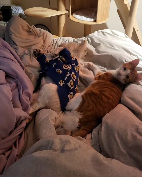 동생집 놀러갔다가 귀여워 듁음🐶🐱
둘이 같이 잘 자네
언제 이렇게 친해졌지❤️
.
.
.
#제라드 #사부작 #개냥이