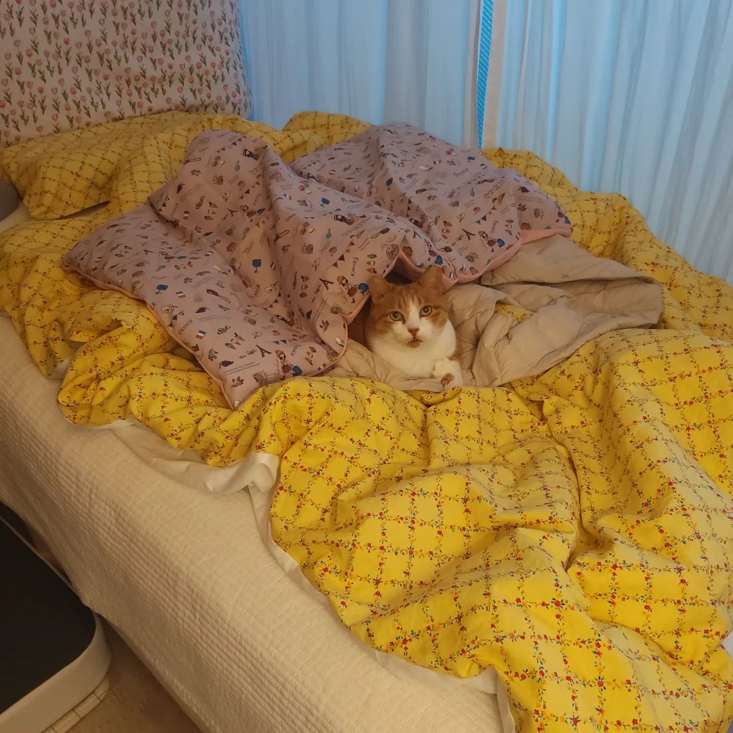 나의 야옹이
눈물나게 사랑하는 나의 나비
정말정말 사랑하는 우리 나비
잘해주지 못해서 진짜진짜 미안해
그래도 너무너무 사랑해

#나비 #사랑해 #고양이 #노랑고양이 #야옹야옹